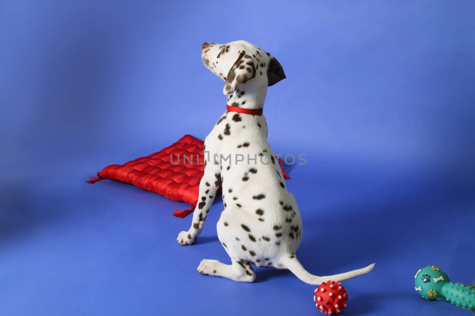 Dalmation puppy on blue background. Shot in studio.