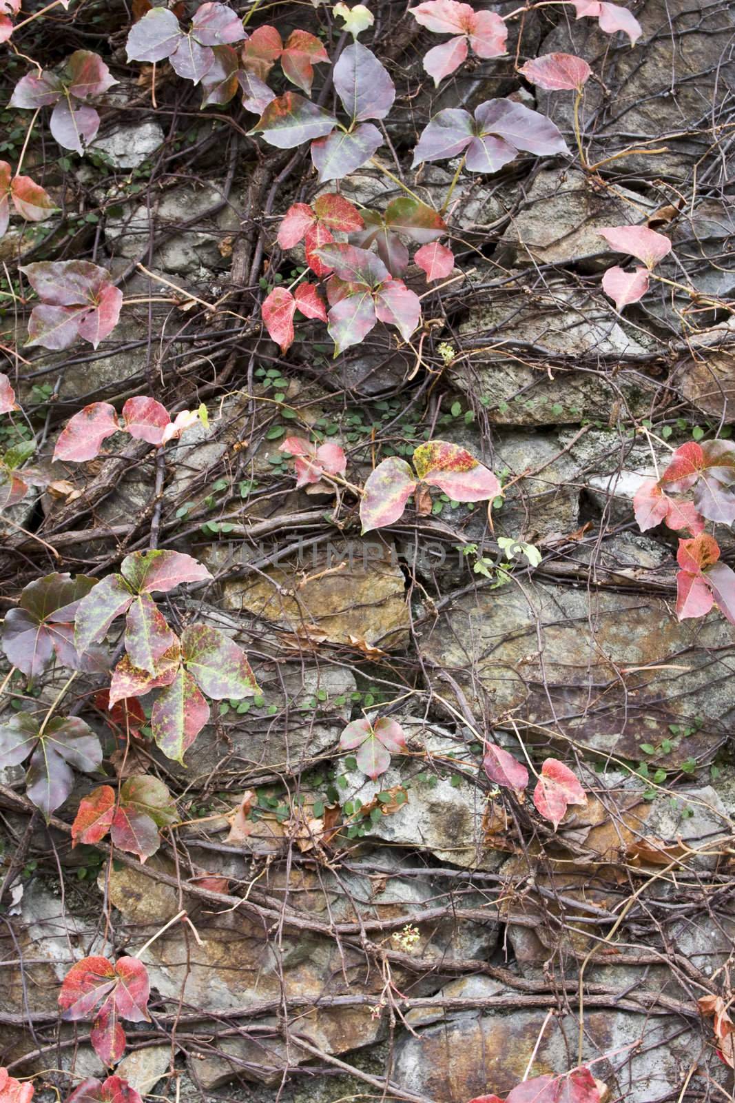 it is a wall with leaf background.