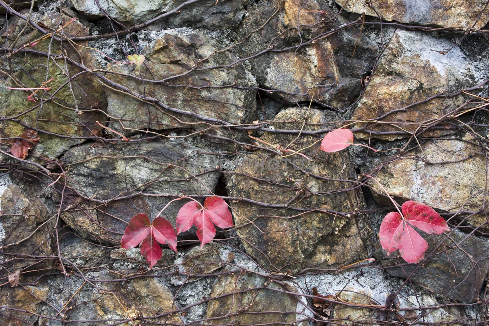 it is a wall with leaf background.