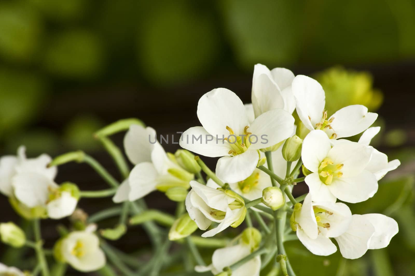 it is a white flower by cozyta