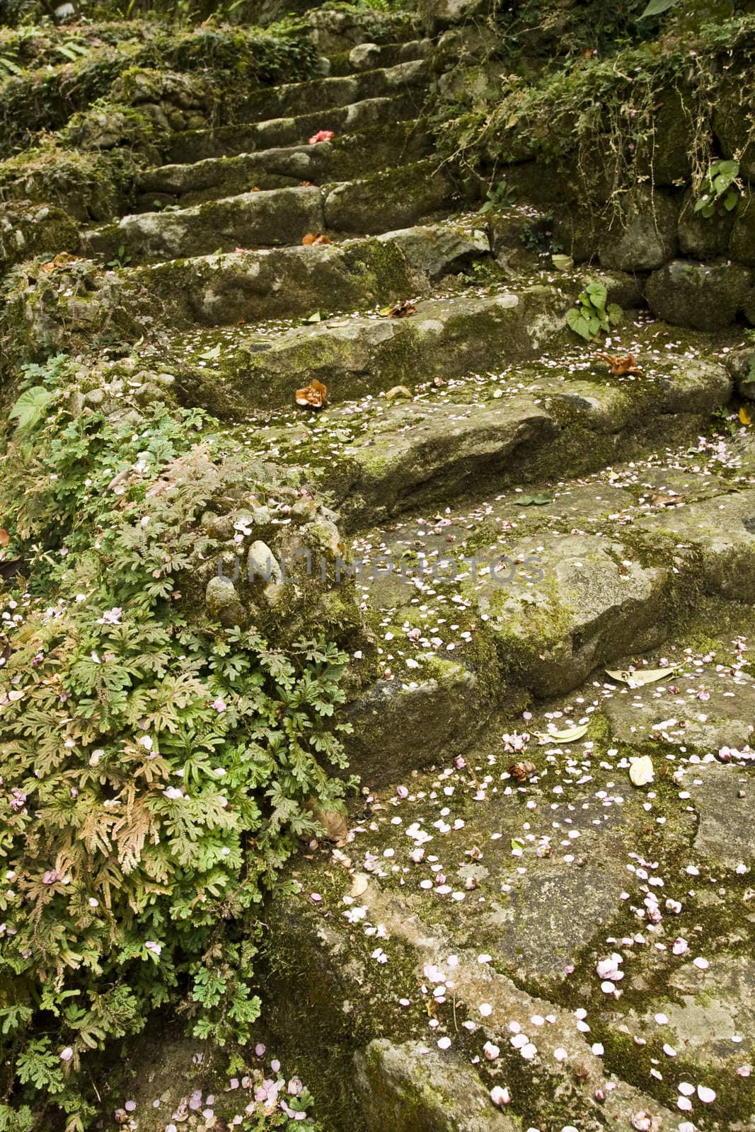 it is a old stair ther have many moss and pink leaf.