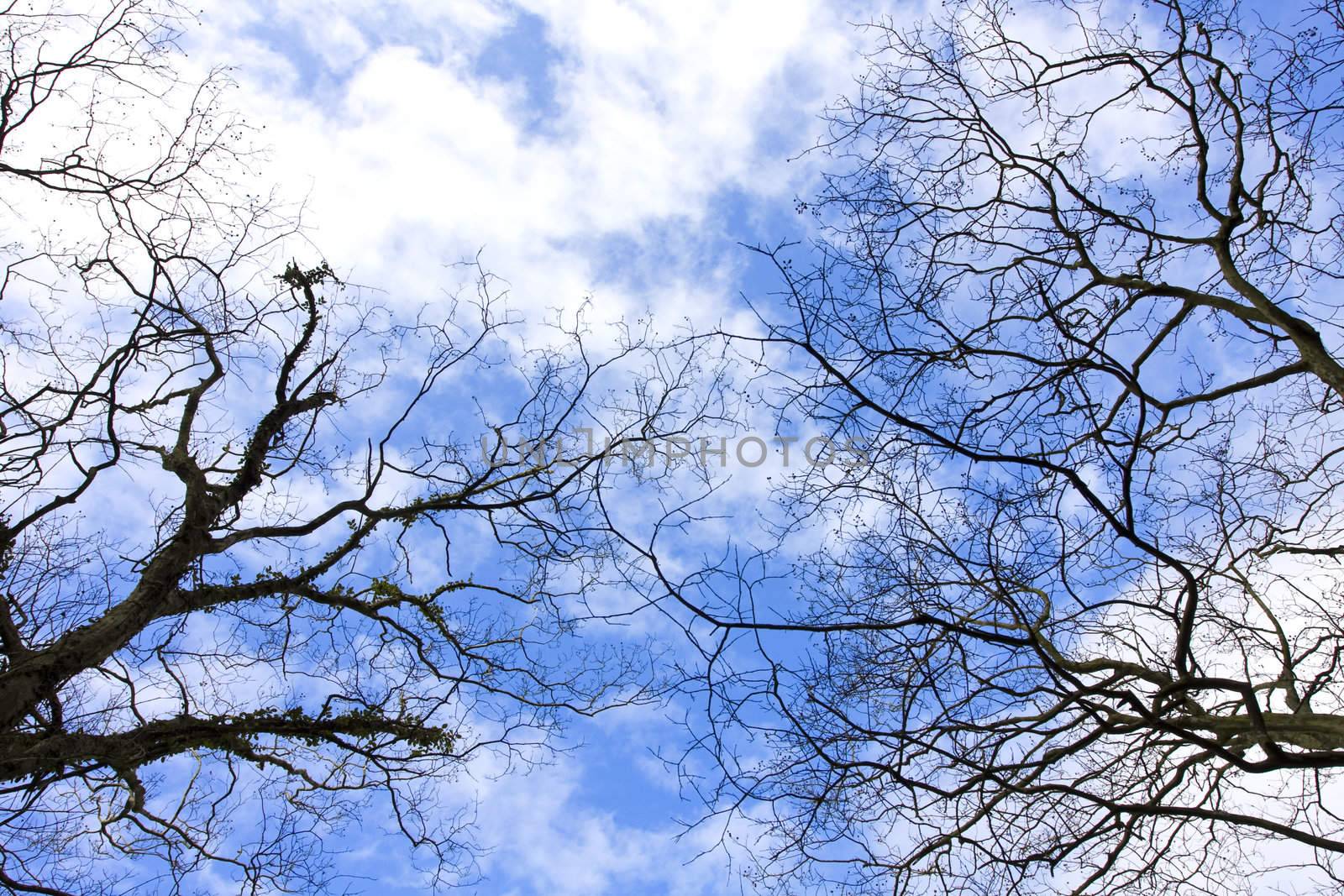 Birches in winter with natural blue sky.
