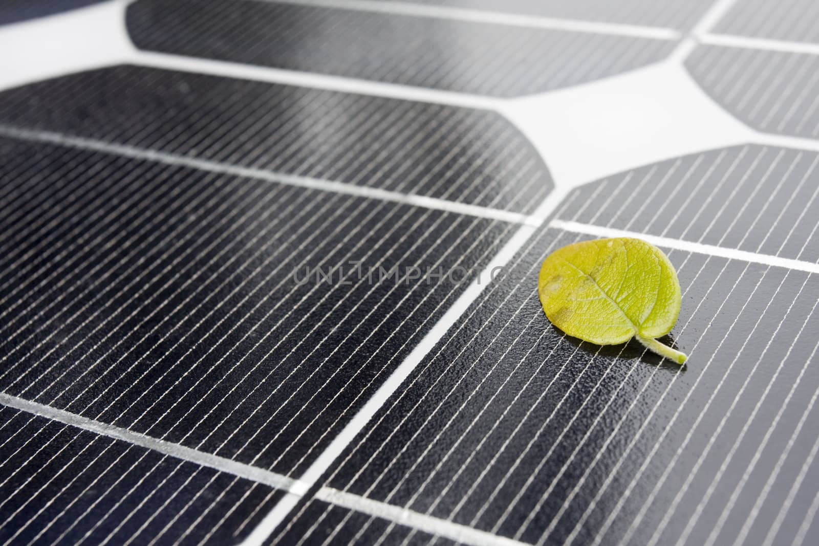 angle, cell, clean, conductive, ecology, energy, environment, grid, light, lines, panel, parallel, pattern, perspective, photons, power, rectangles, reflection, rhombus, semiconductor, shadow, silicon, solar, source, wafer,leaf,green,Closeup of Solar Panels,useful for alternative energy themes.