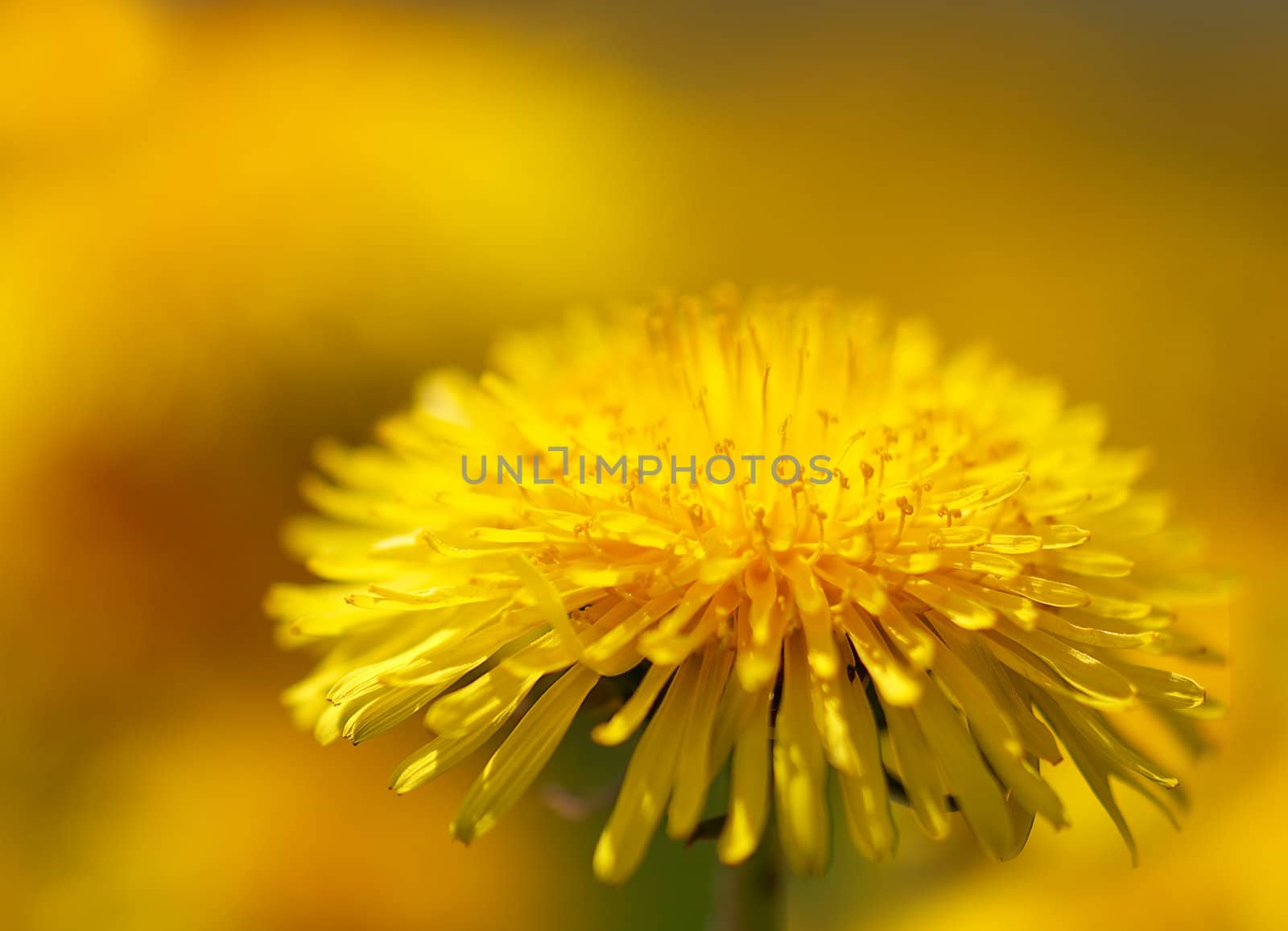 Close up of a dandelion on blurred yellow background
