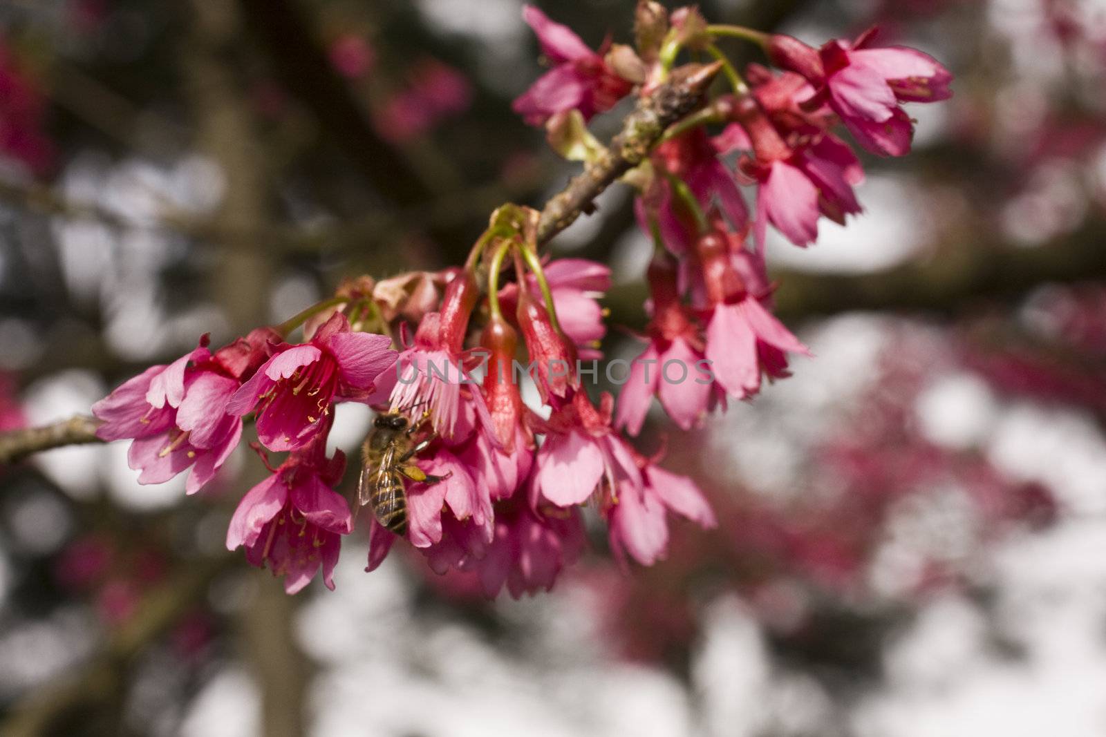 Peach blossom by cozyta