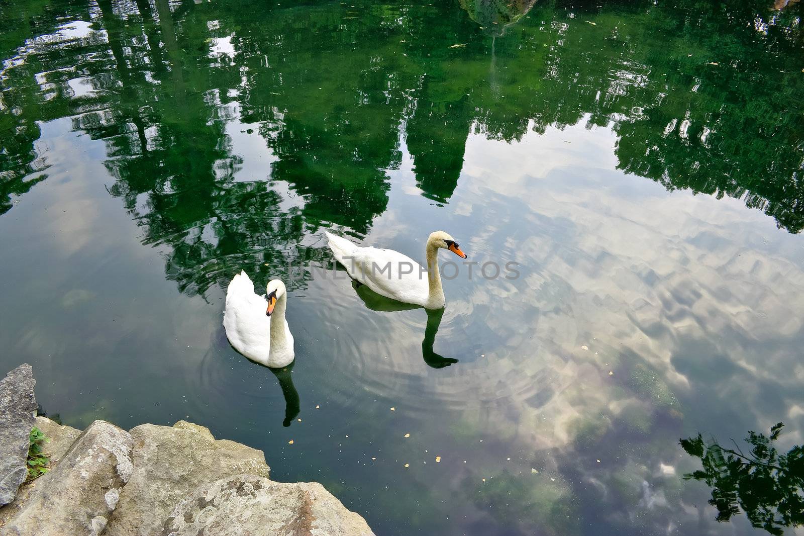 Bright day. Two swan swim in a pond. Their podkarmlivayut park visitors