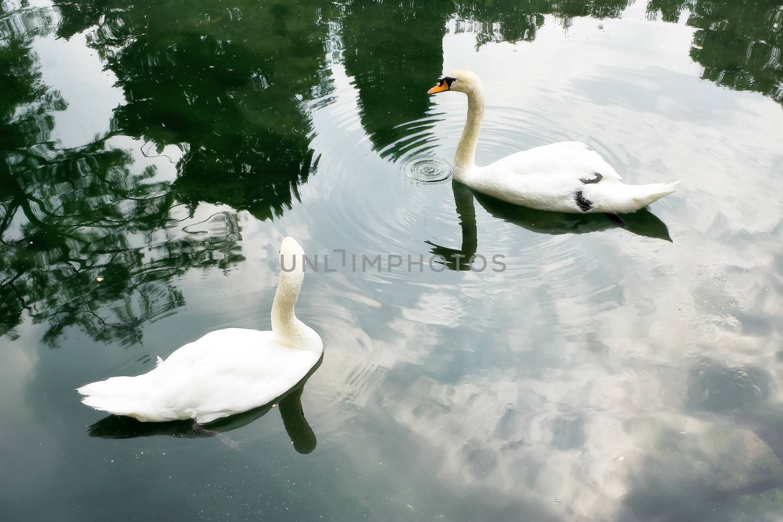 Two swan swim together in a pond by selhin