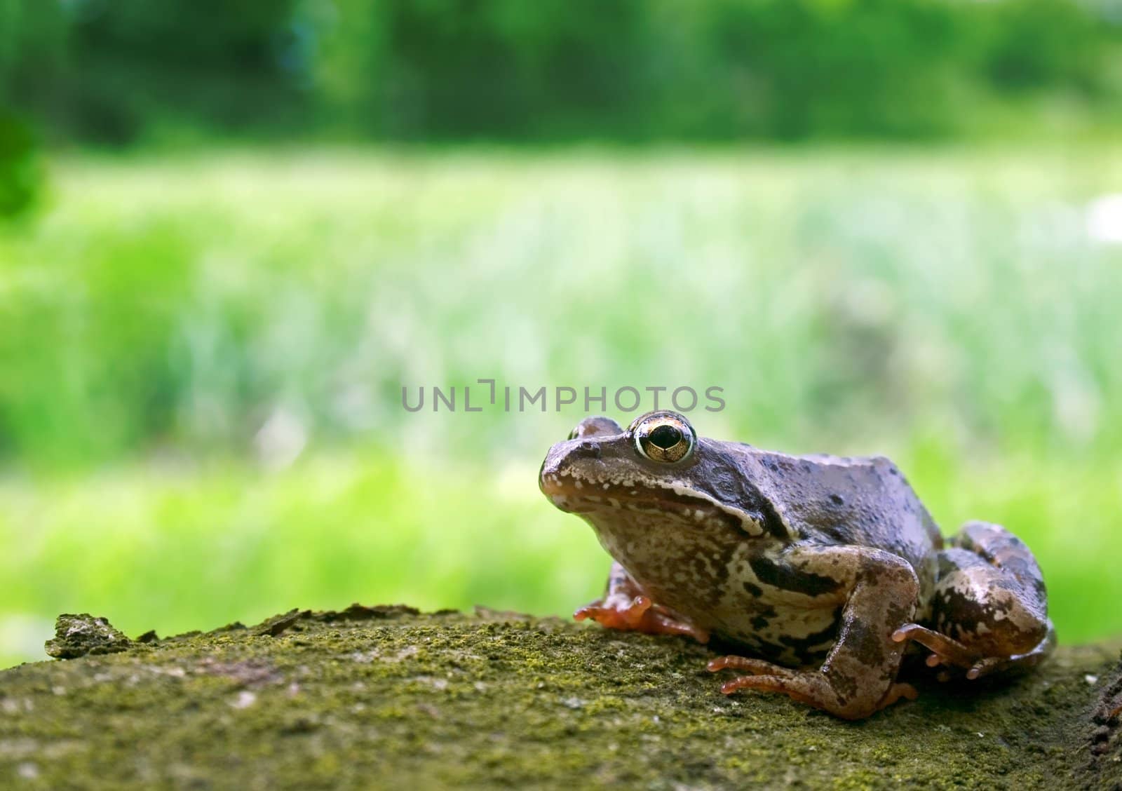 Frog in nature outdoor with on green background