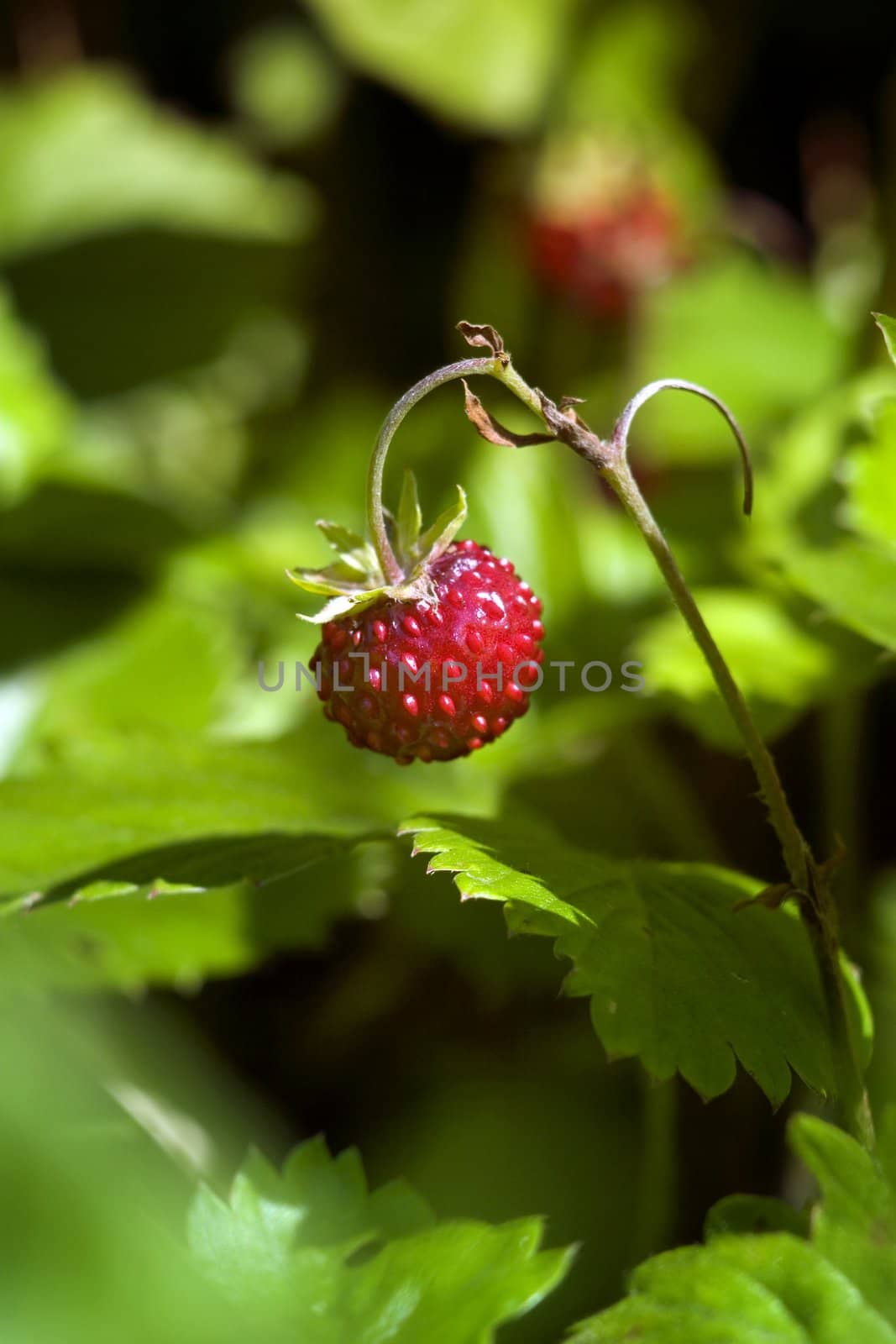 red strawberry in green garden. Summer time.