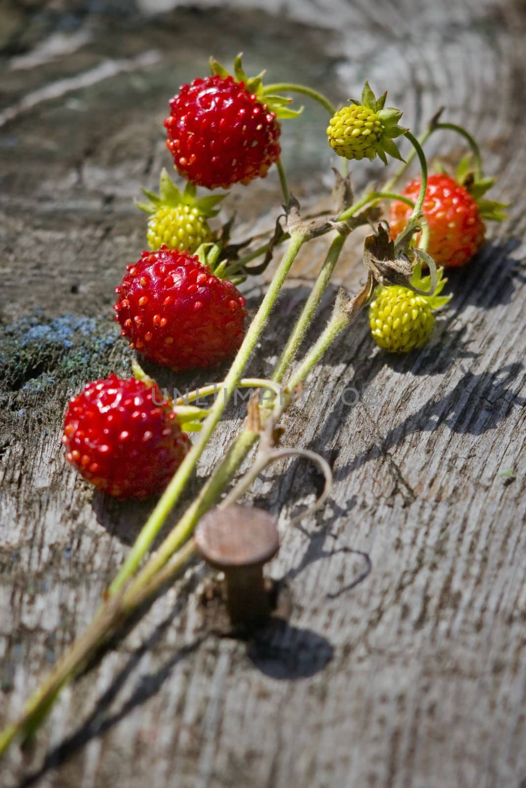 Red and green strawberry on old desk. Summer time.