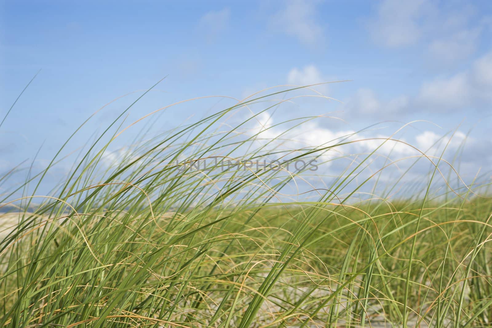 Beach grass swaying with the wind. by iofoto