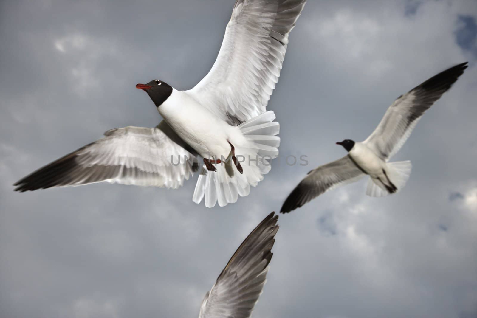 Seagulls in flight. by iofoto