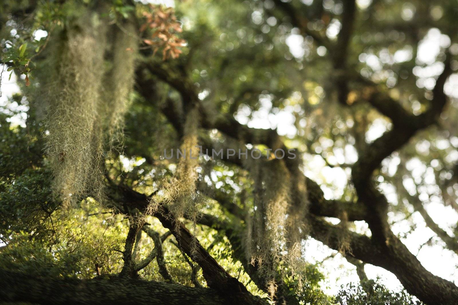 Spanish moss on tree. by iofoto