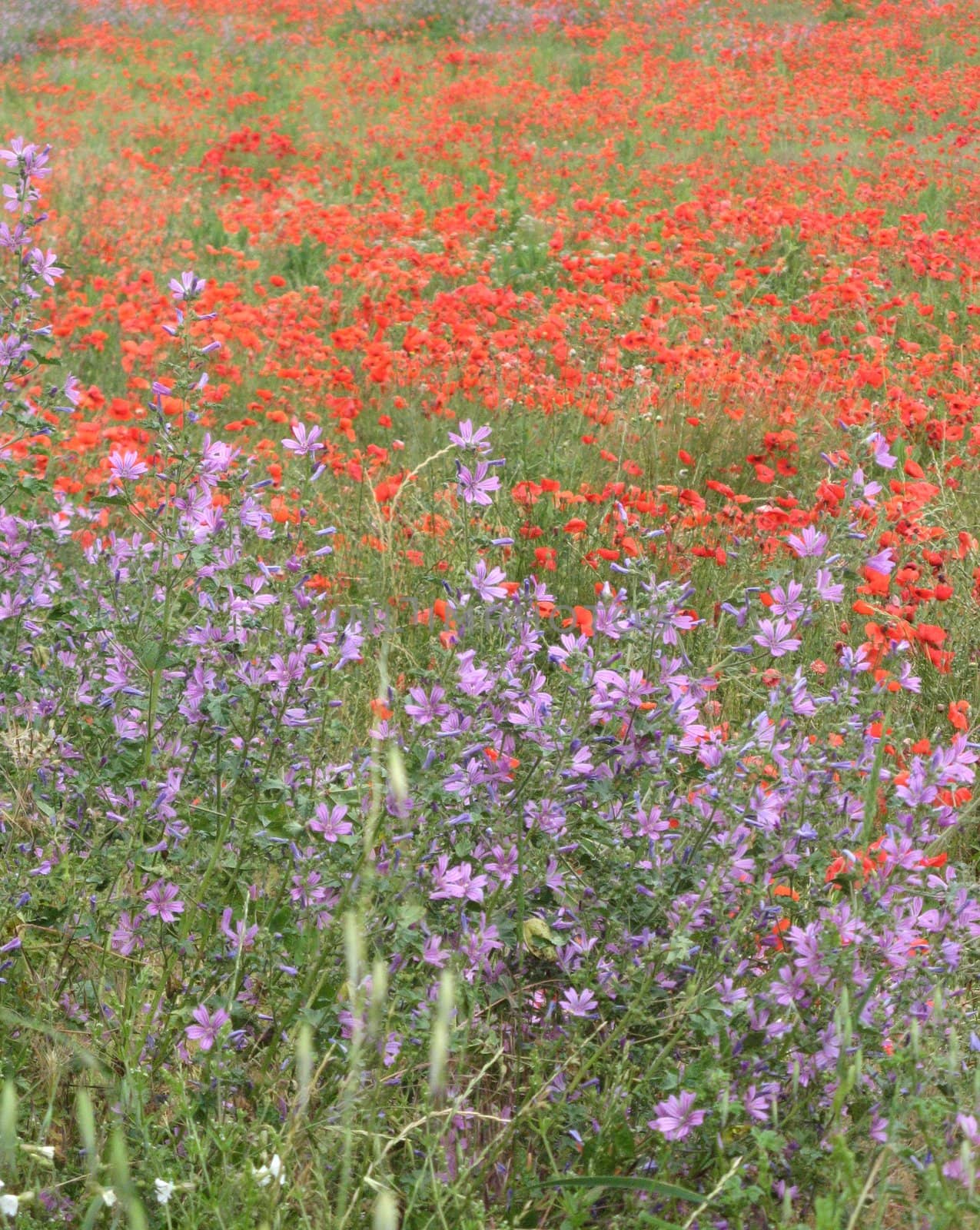 field of poppies in provence back-country