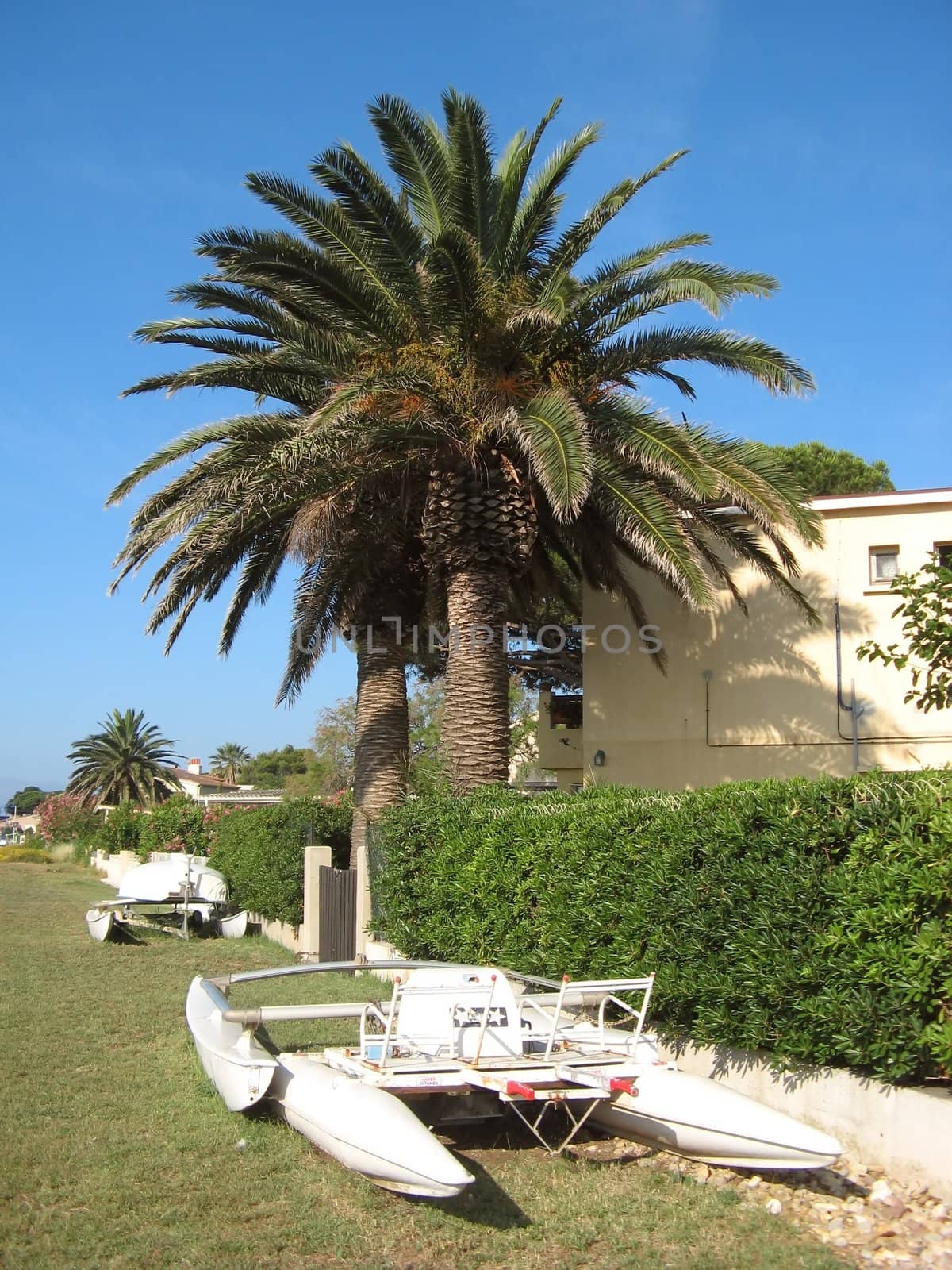 palm trees on french riviera