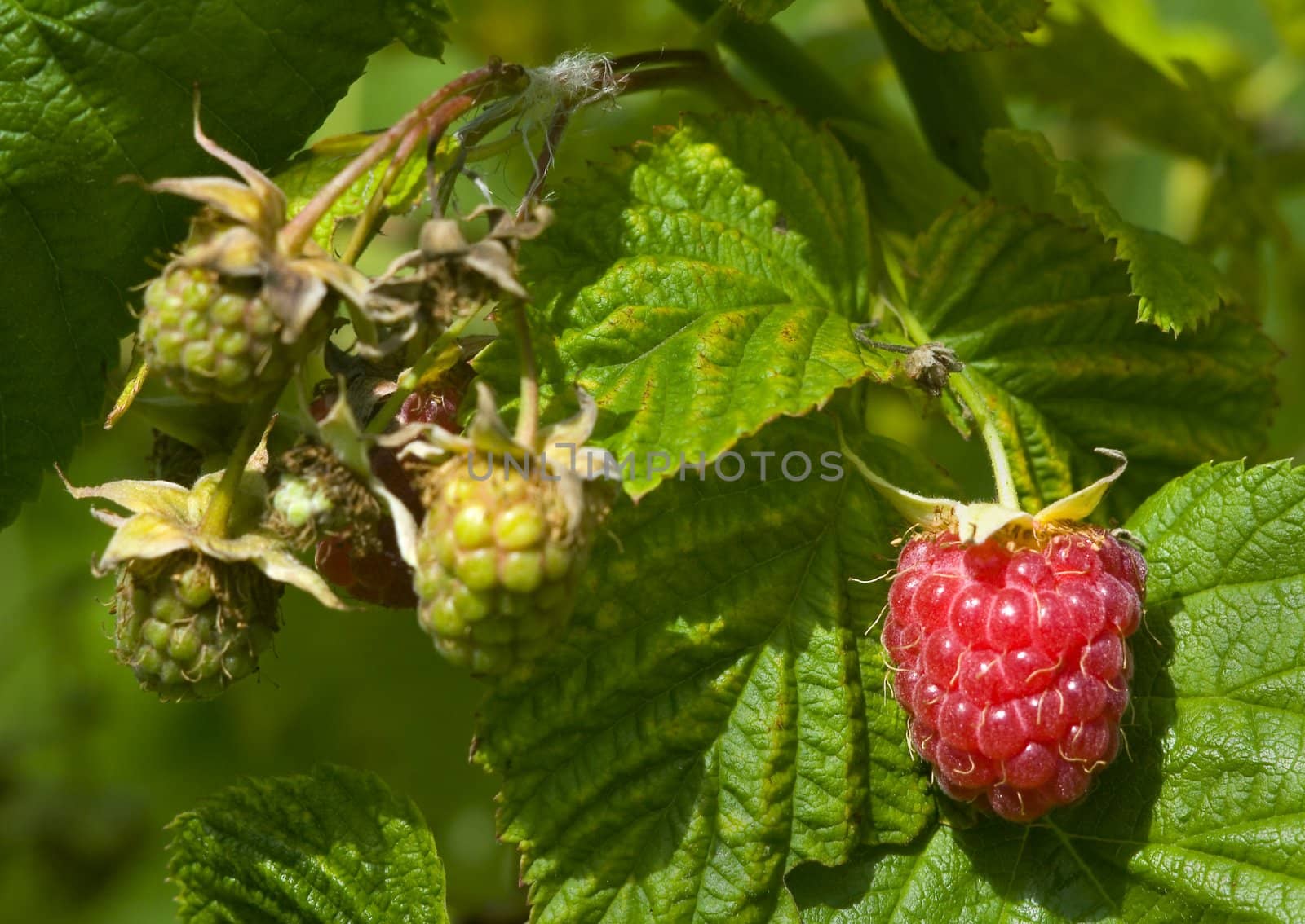 red and green raspberry by AlexKhrom