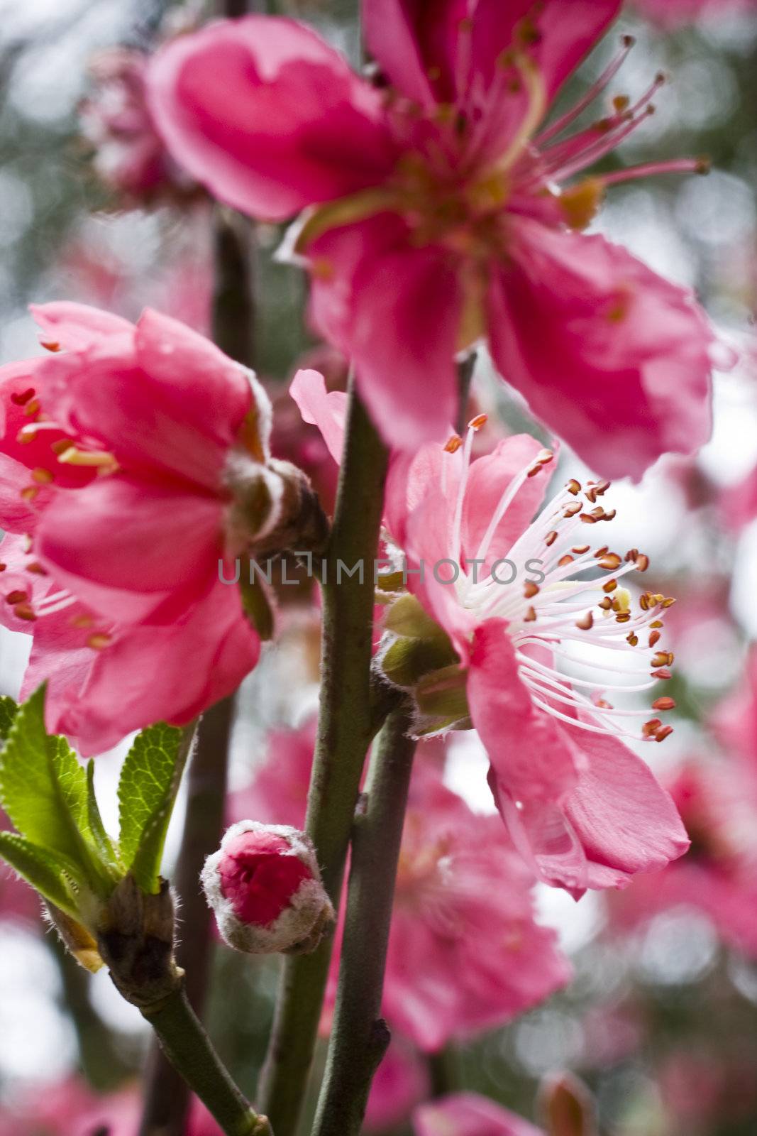 it is a closeup of peach flower