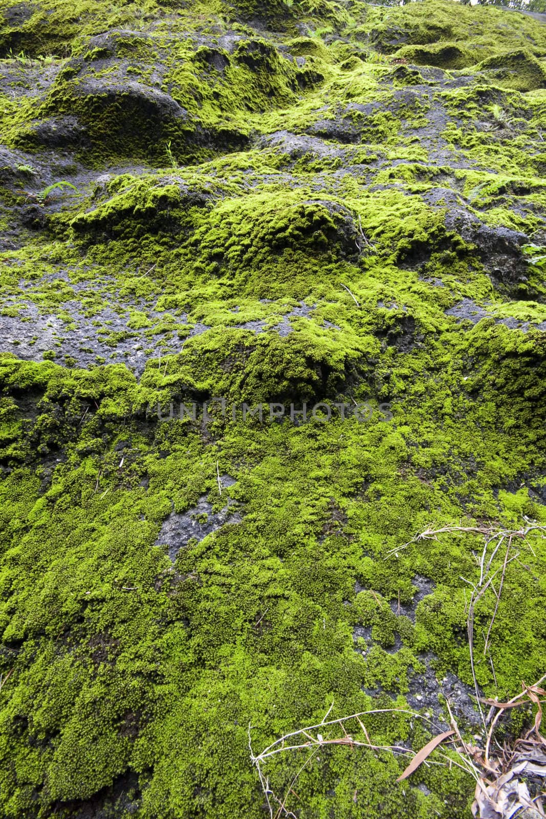 Green moss in the forest.