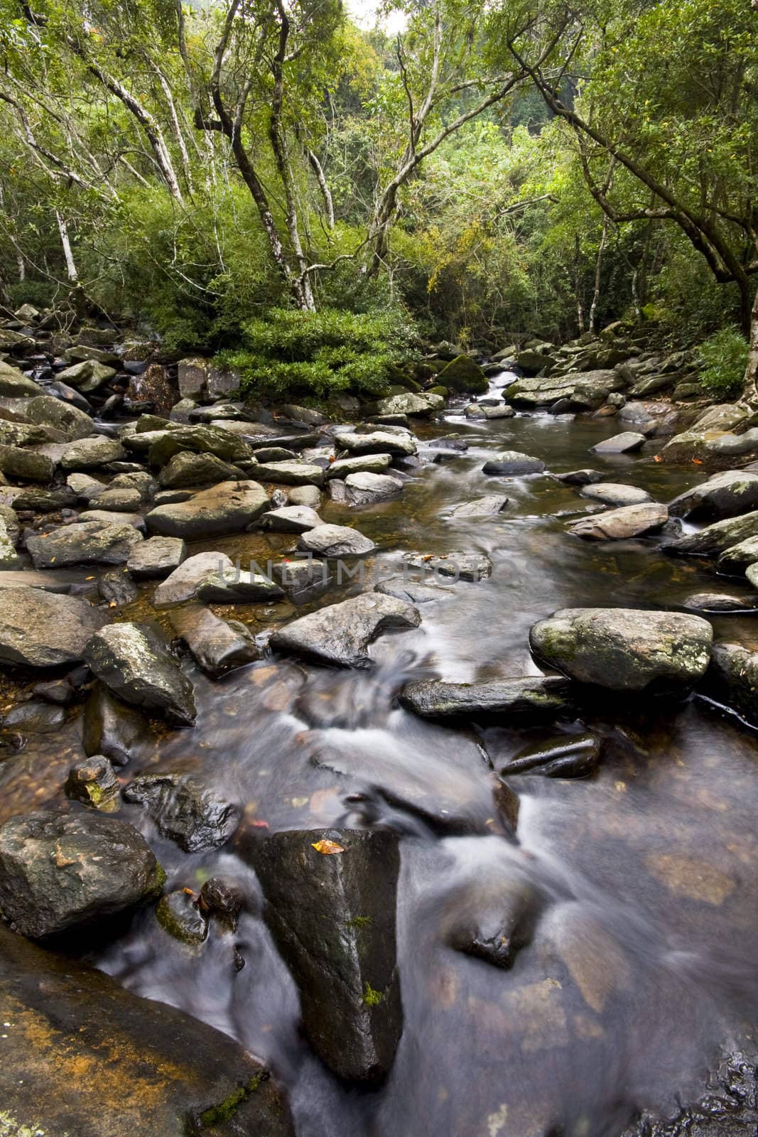 It is a water spring in forest.