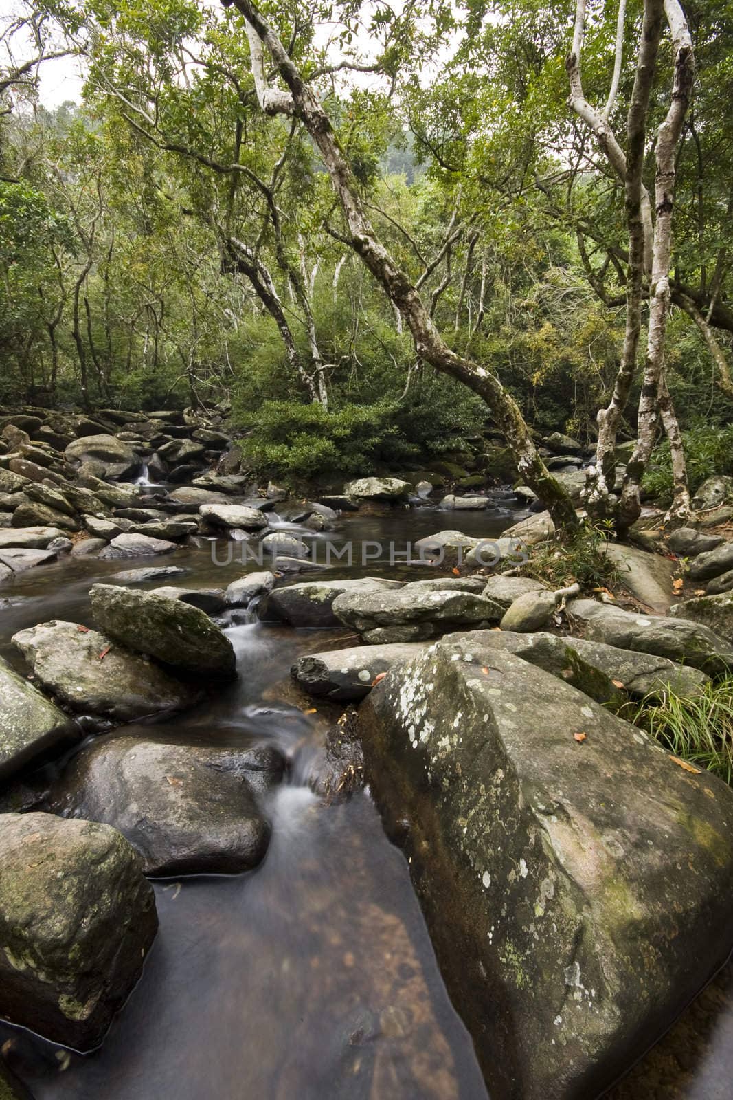 It is a water spring in forest.