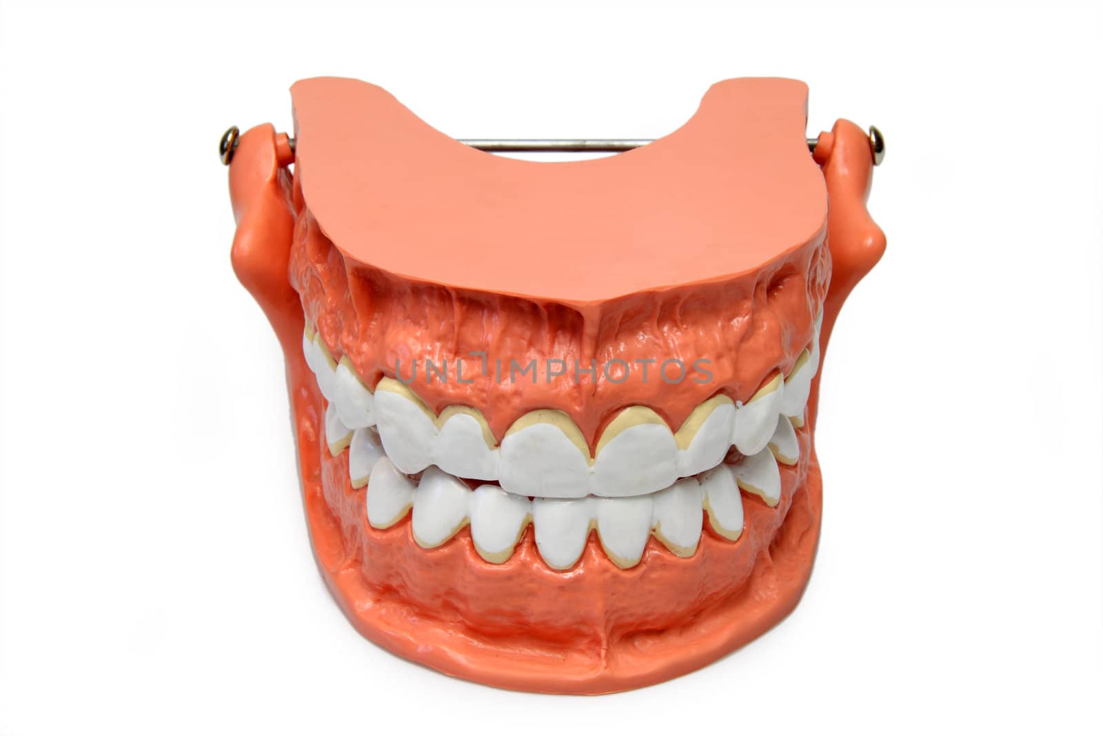 Plastic model of teeth isolated on white background