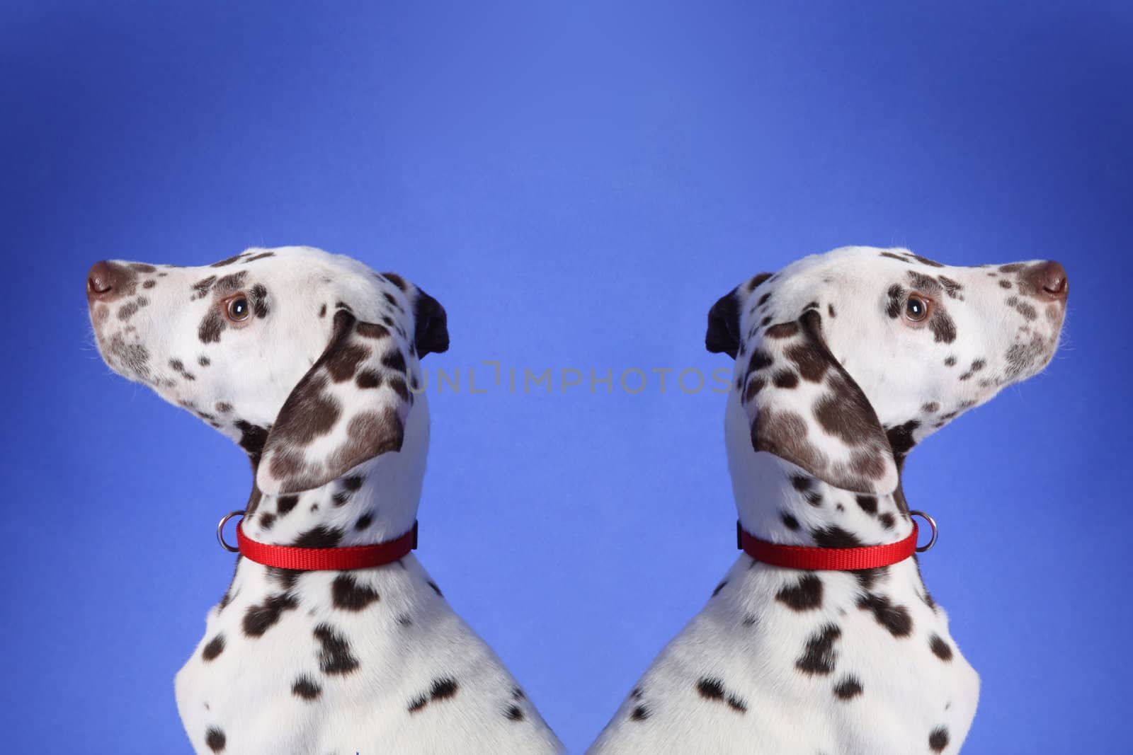 Dalmation puppy on blue background. Shot in studio.