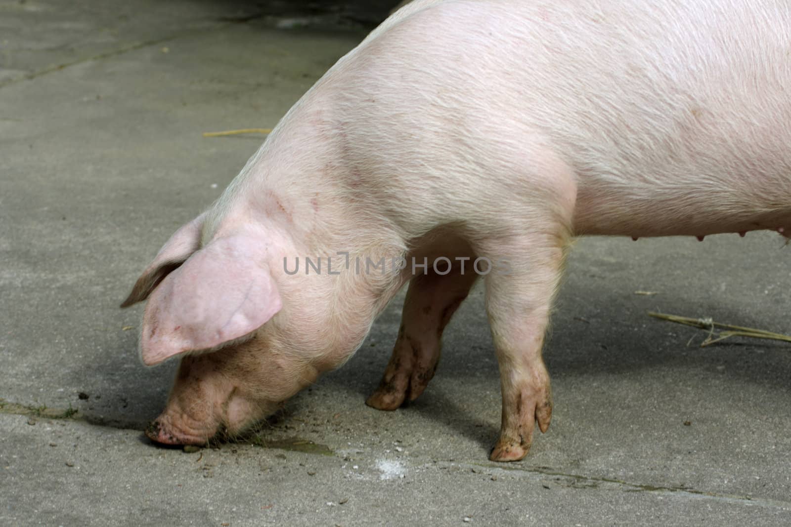 Loose young pig on a farm. Shot outdoor