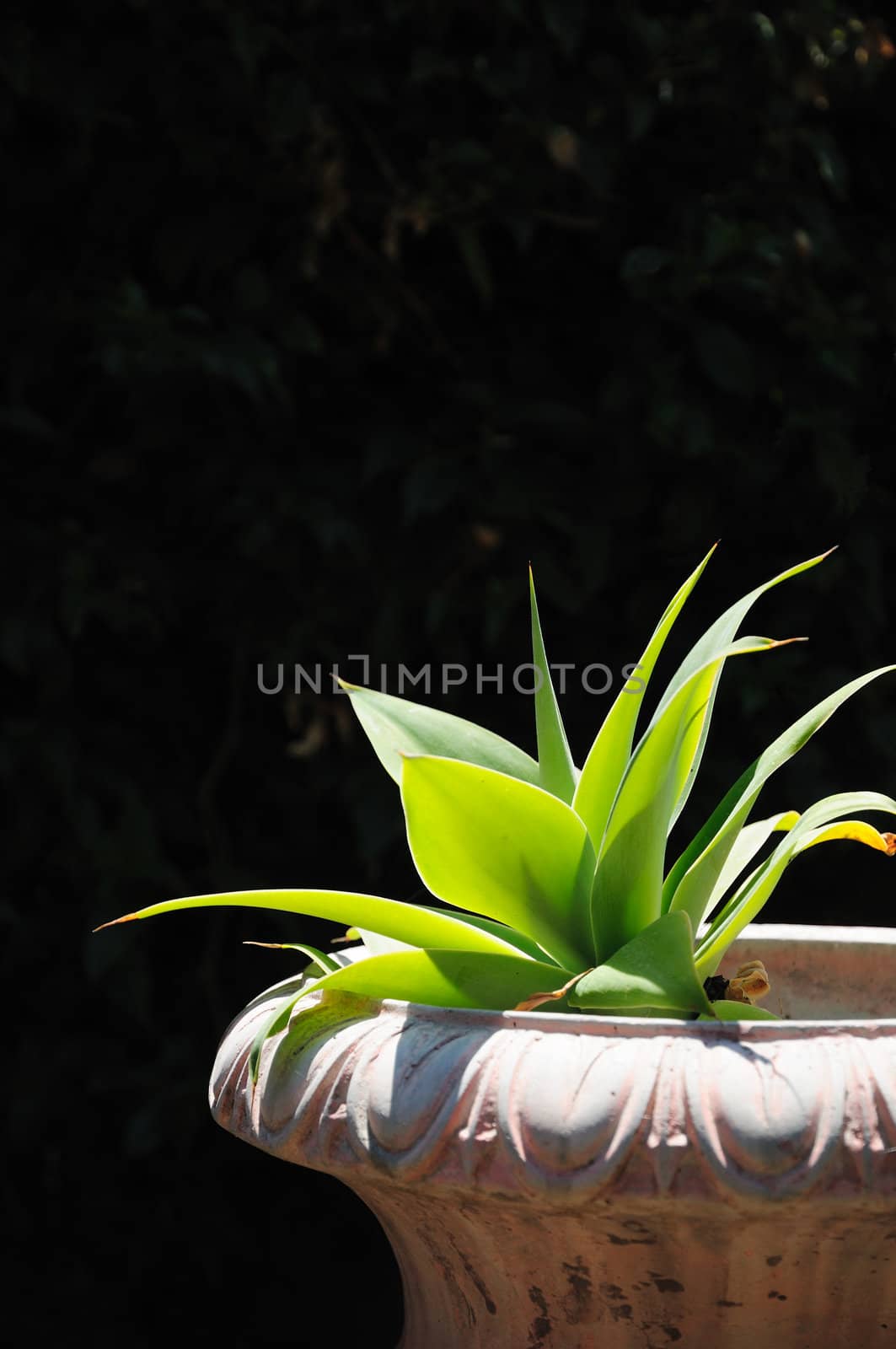 Agave succulent in planter reaching towards the sun, with a dark background.