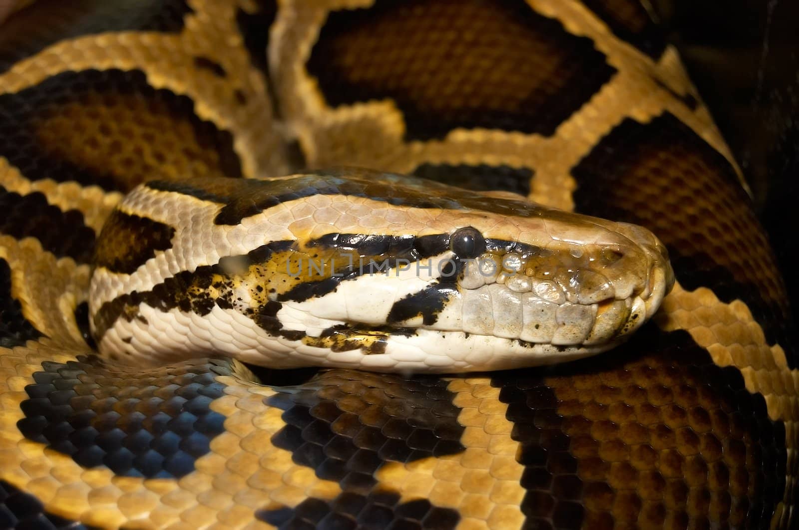 Head of the big mesh python close up