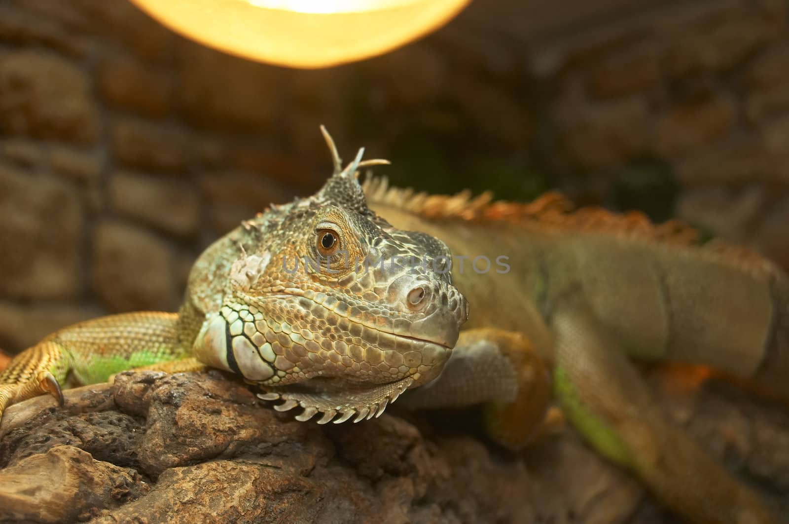 The big lizard in a terrarium is heated under a lamp