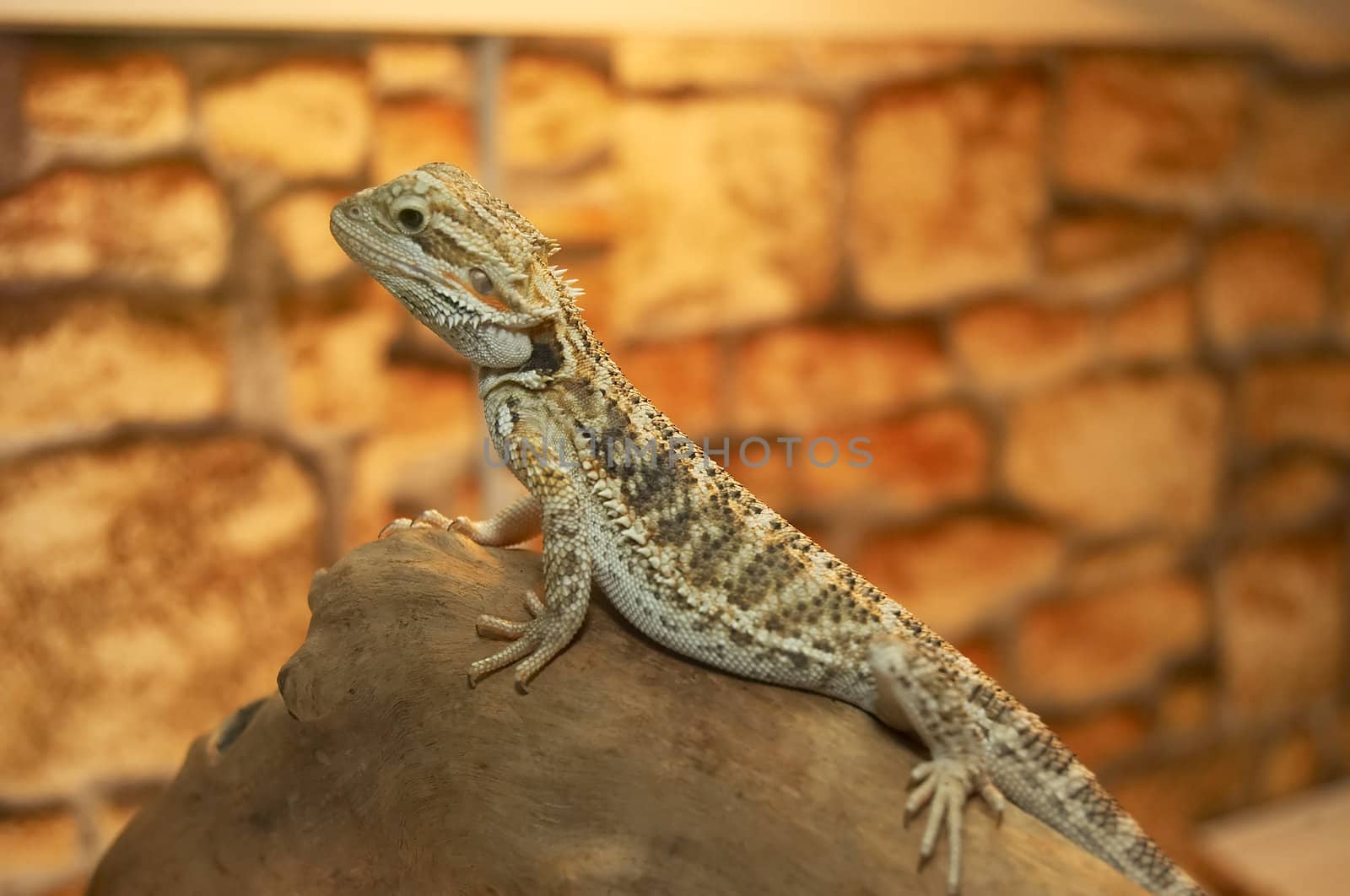 The small lizard in a terrarium is heated under a lamp