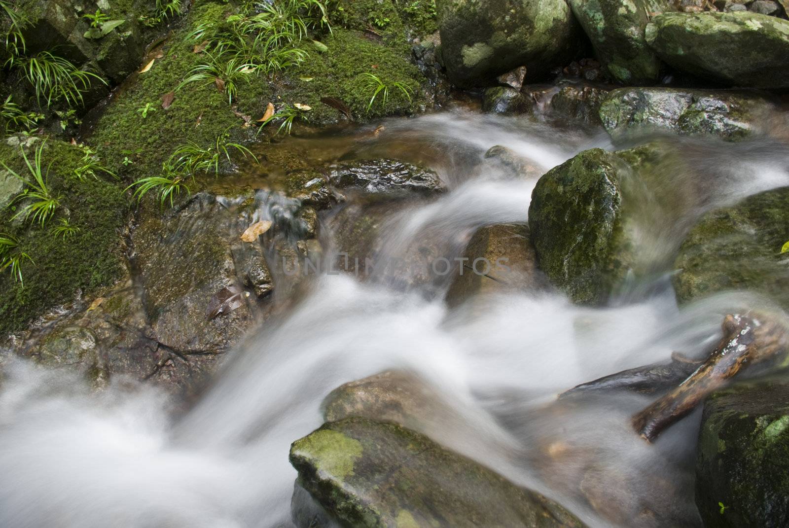 A water spring in forest