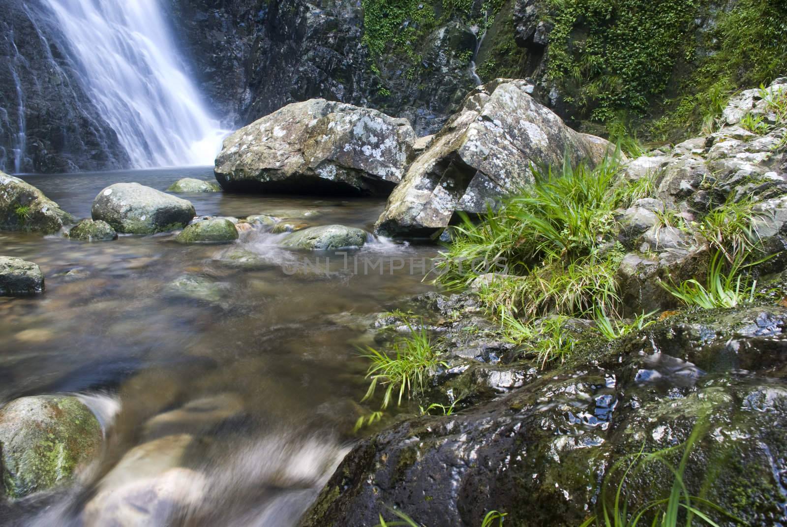 A water spring in forest