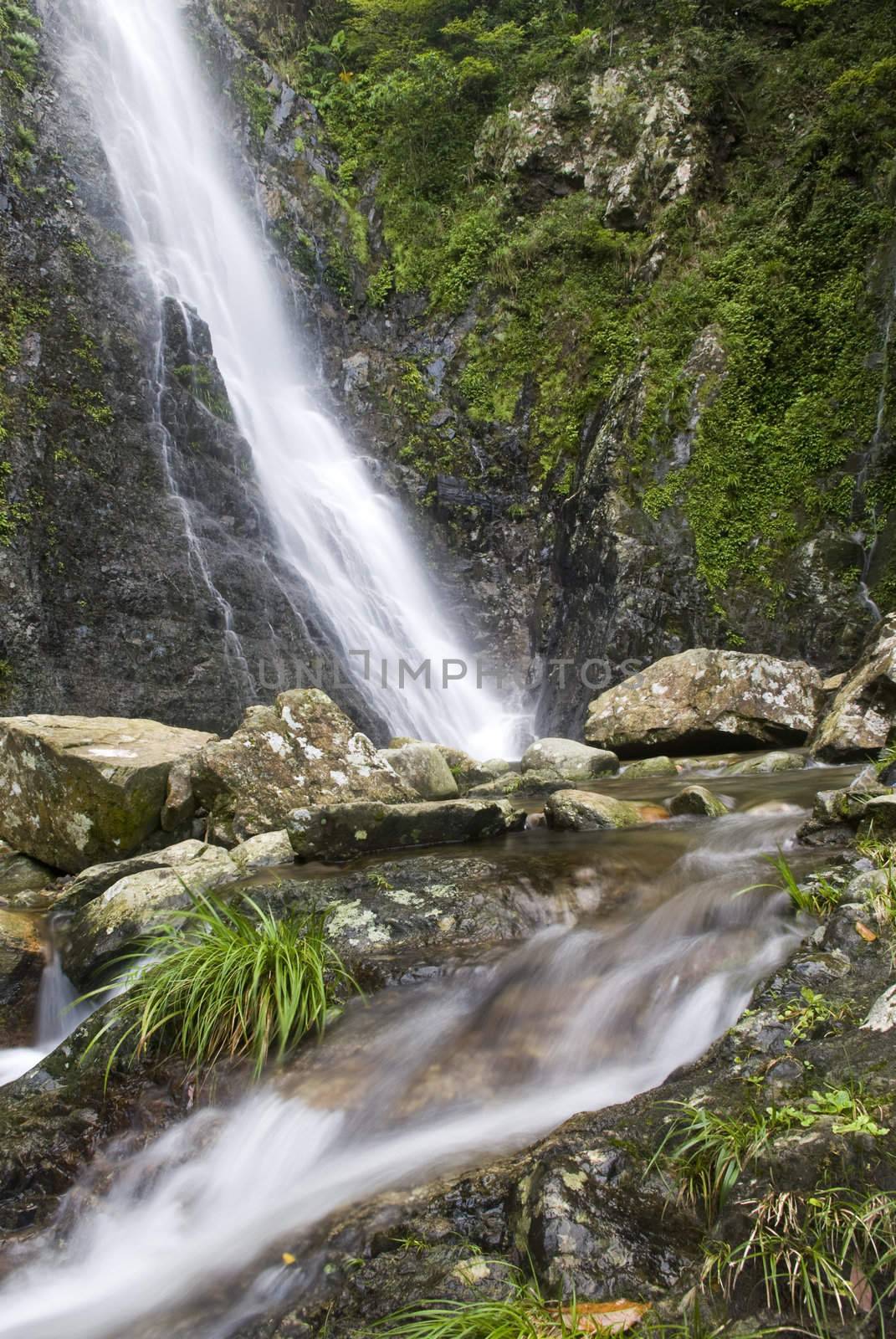 A water spring in forest