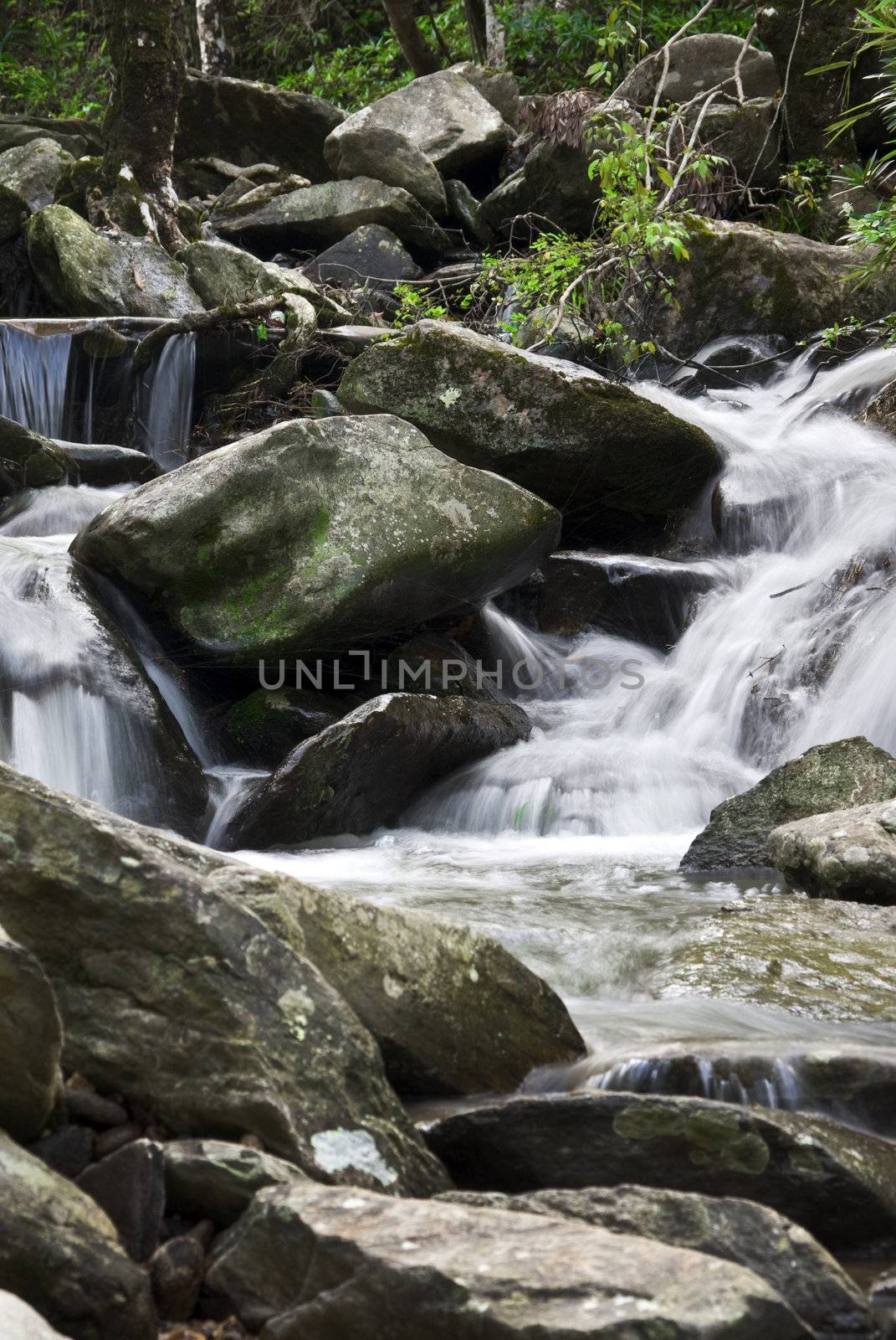 A water spring in forest