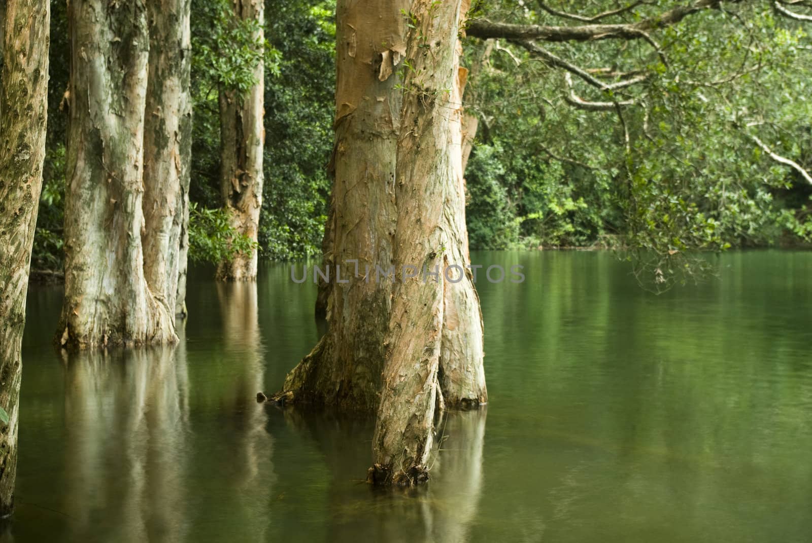 it is some tree in water in spring 