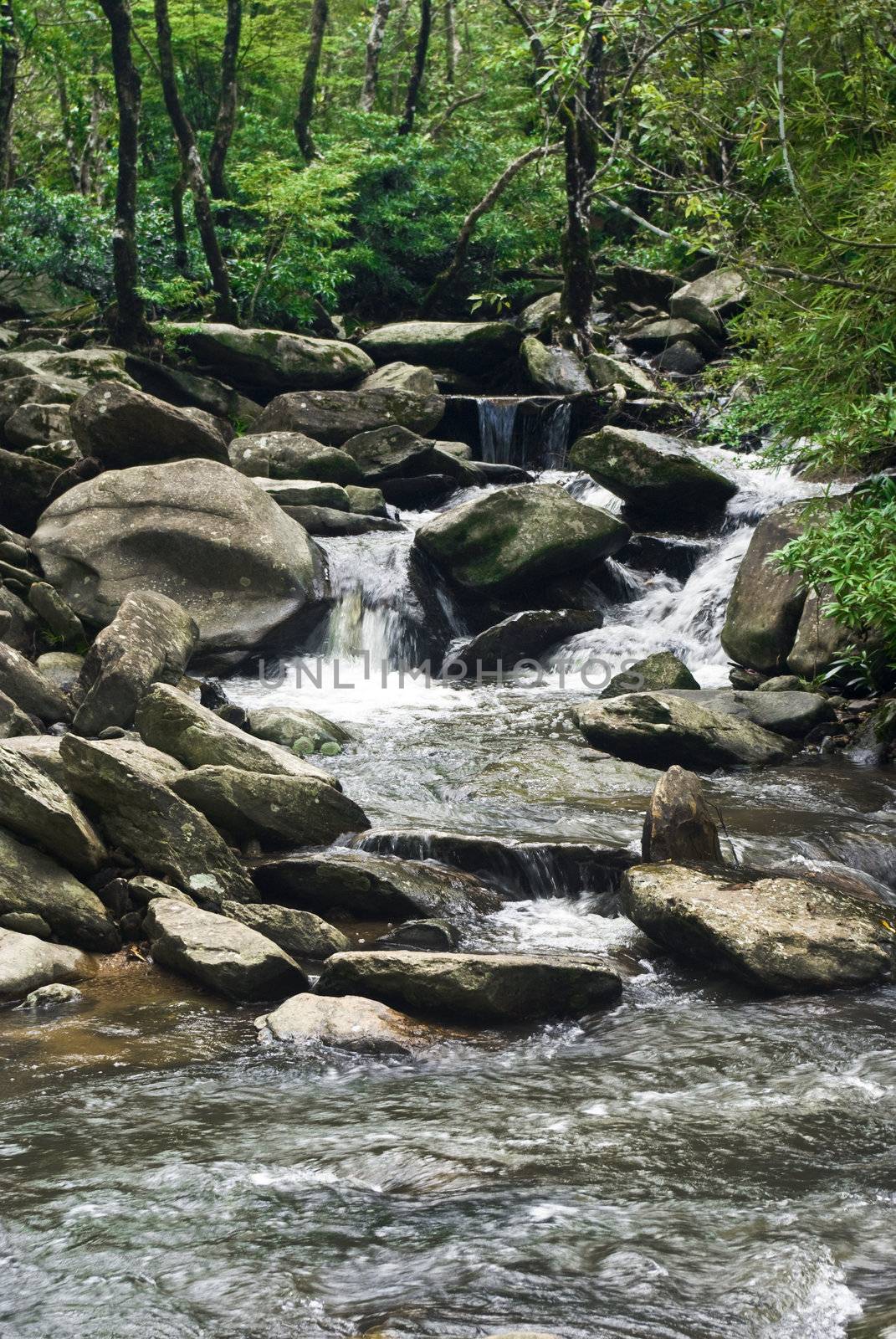 A water spring in forest