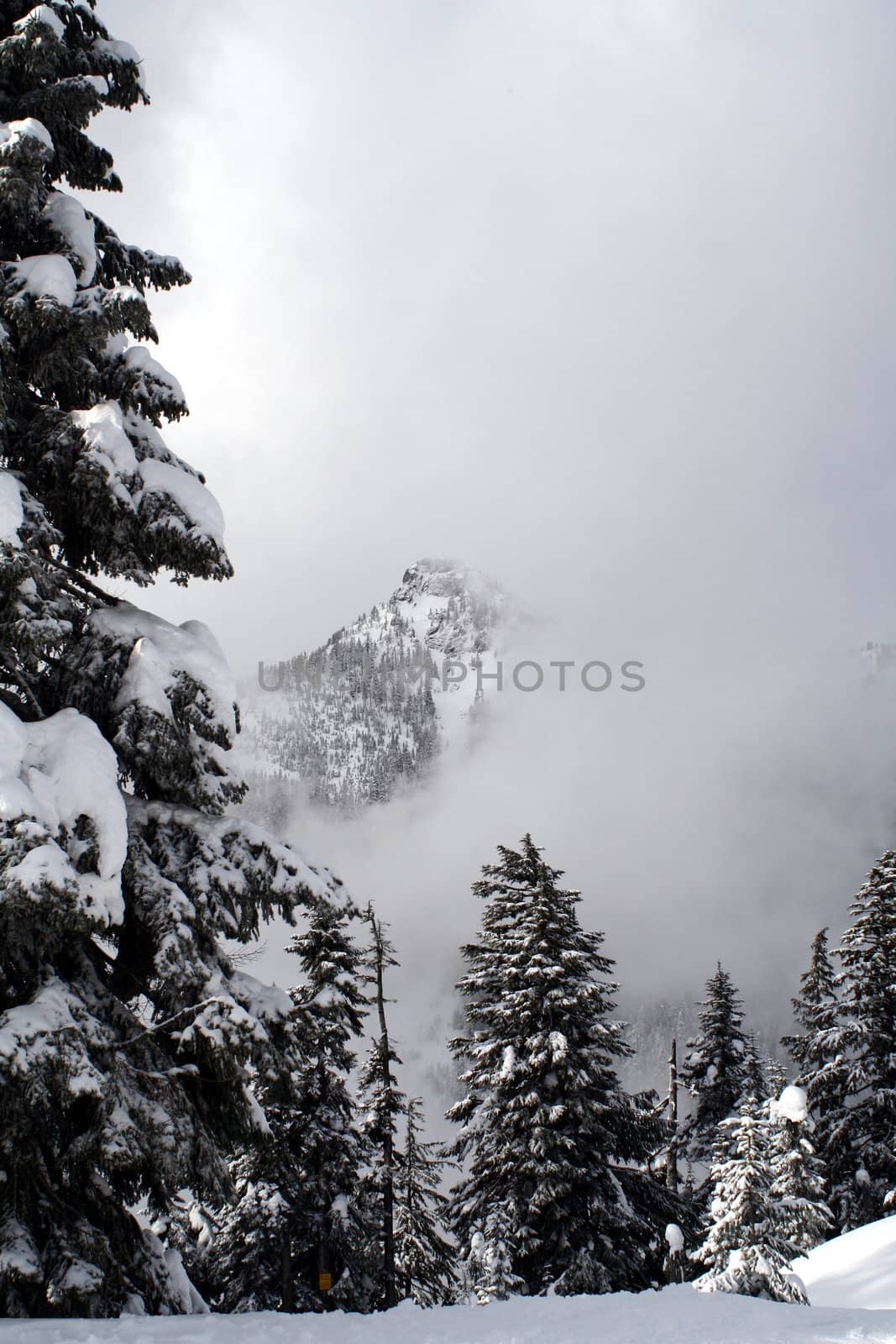 Snow covered evergreen trees high up in the Cascade Mountains.