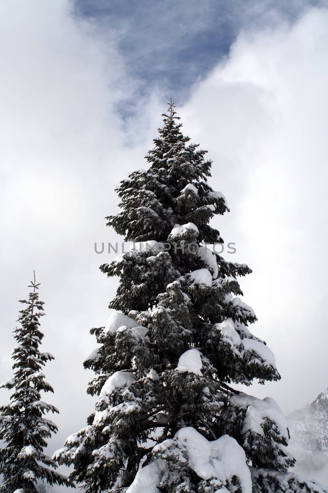 Snow covered evergreen trees high up in the Cascade Mountains.