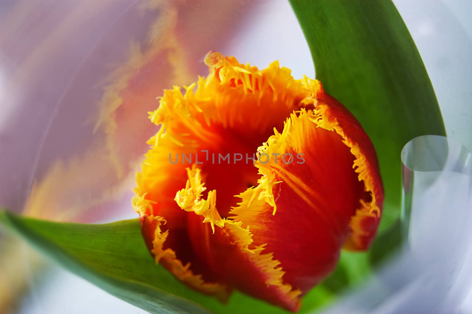 Red tulip with some reflexion in its wrap