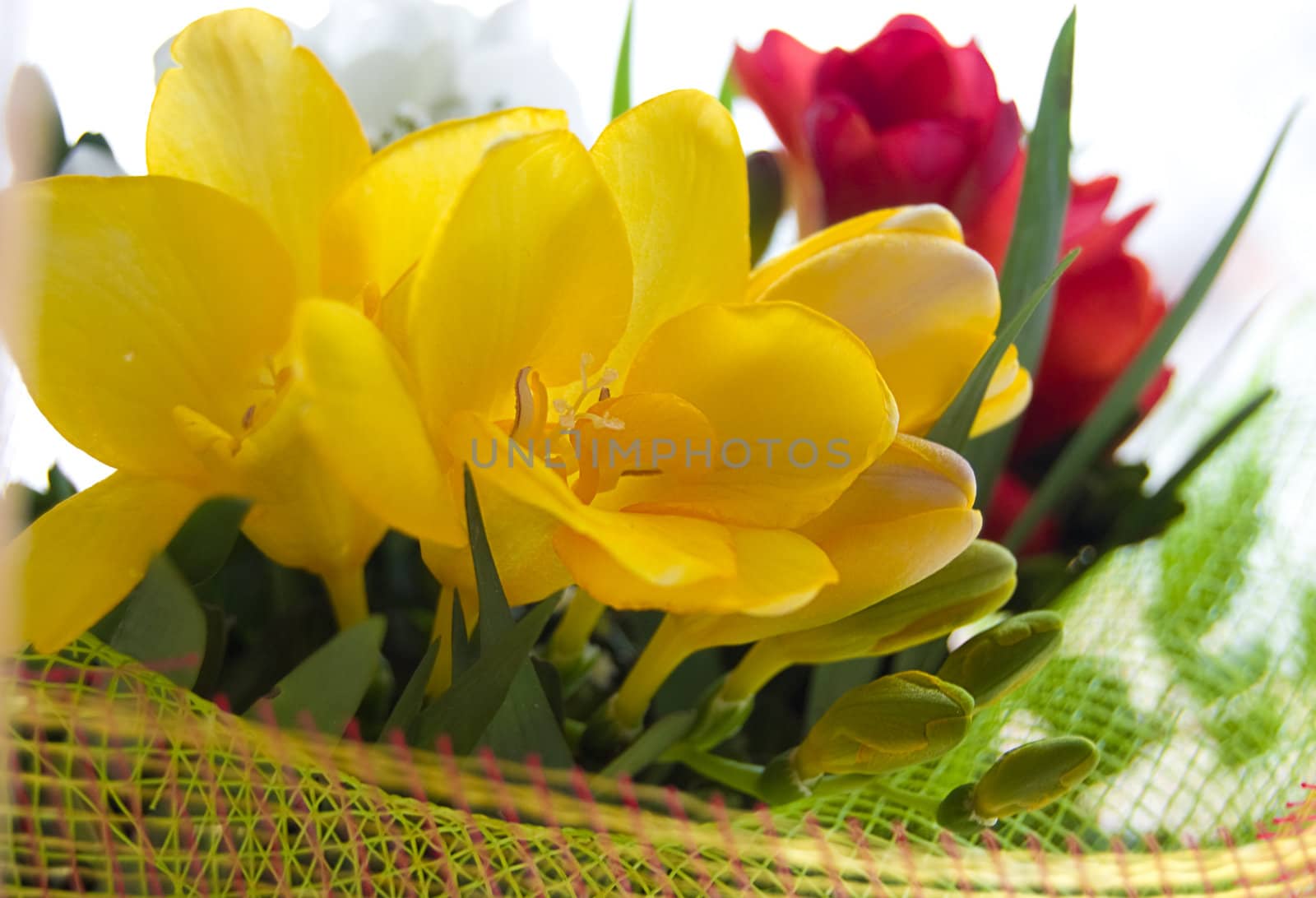 Colorful freesias in wrap by Angel_a