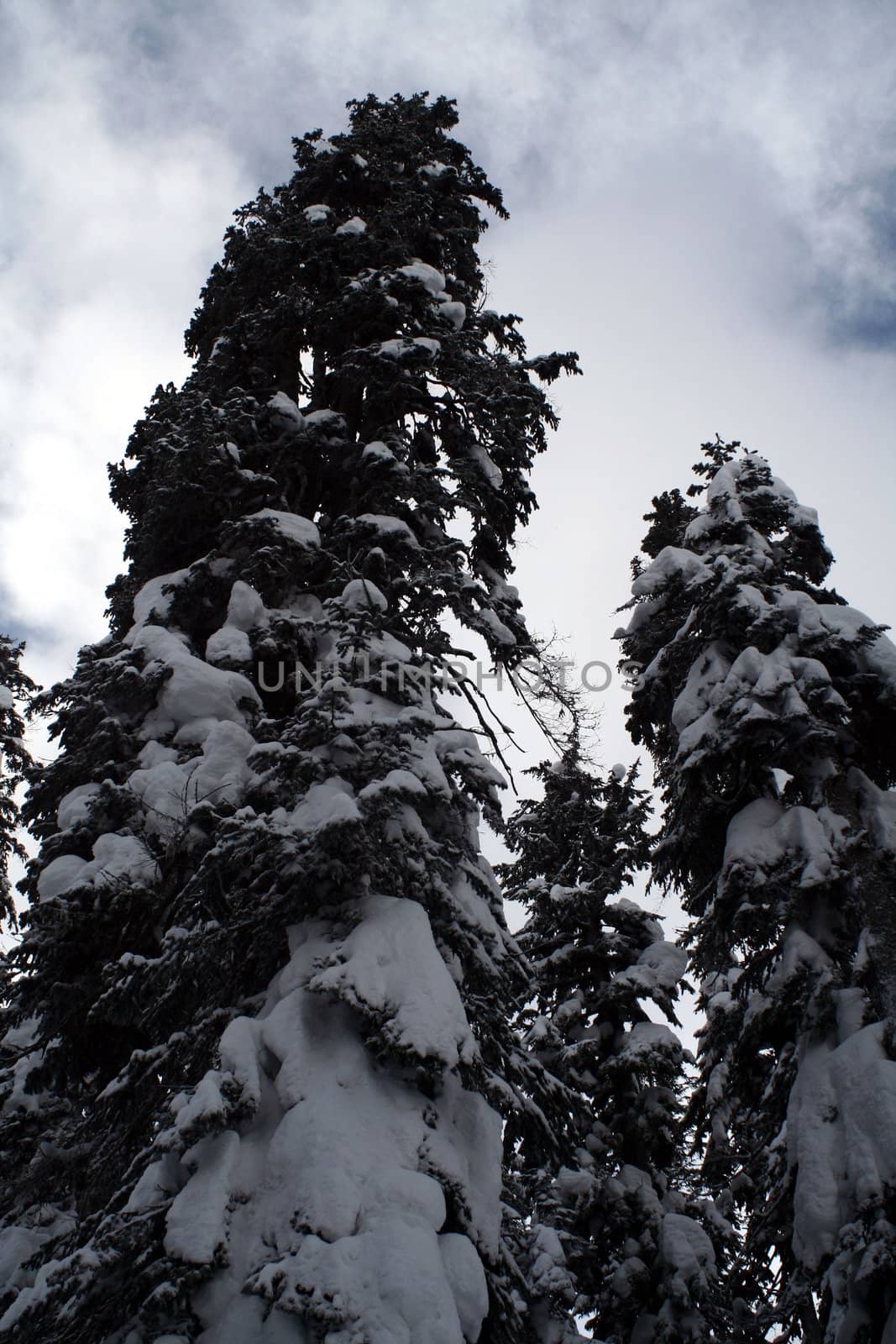 Snow covered evergreen trees high up in the Cascade Mountains.