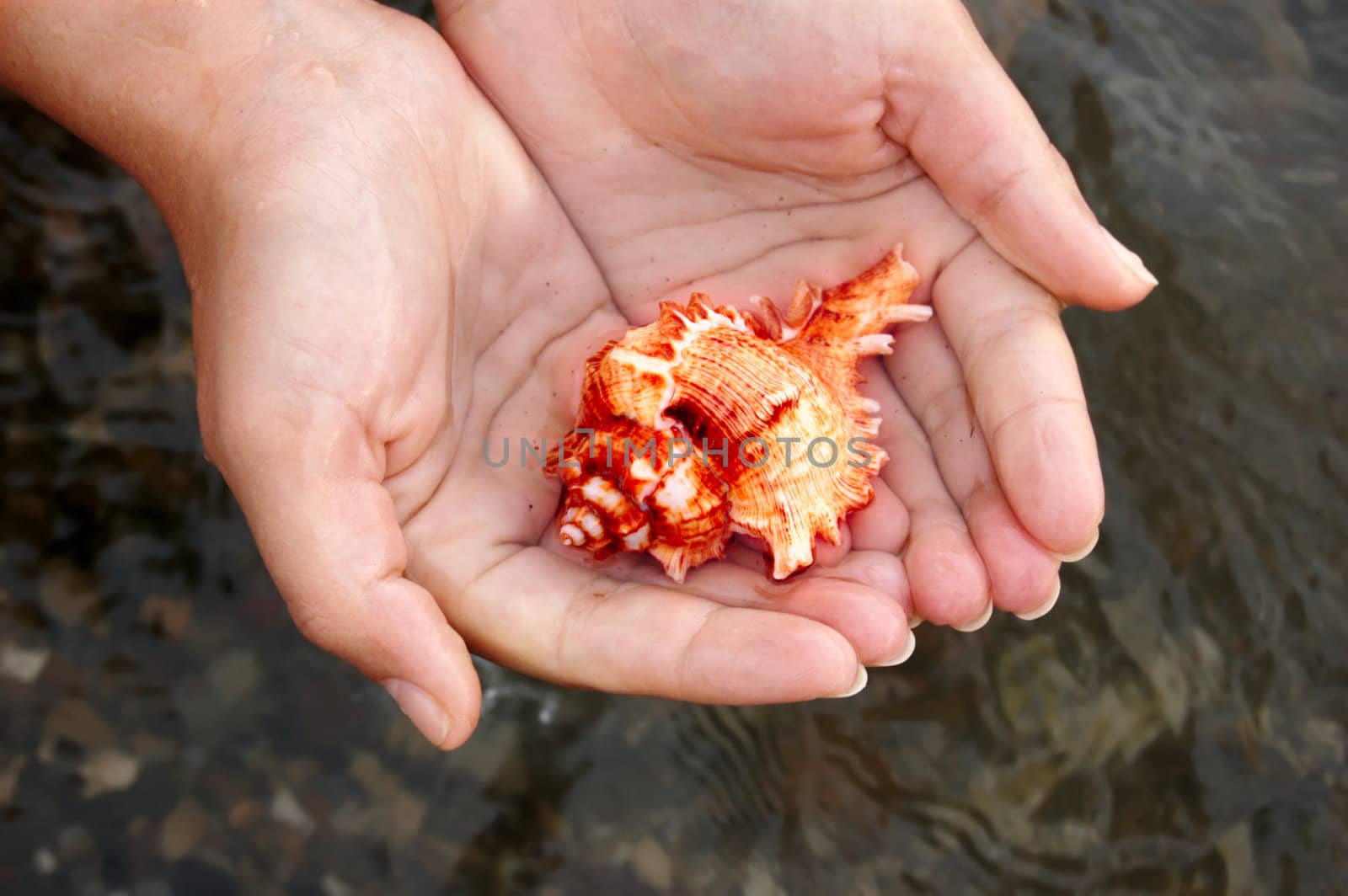 closeup of female hands holding colored sea shell