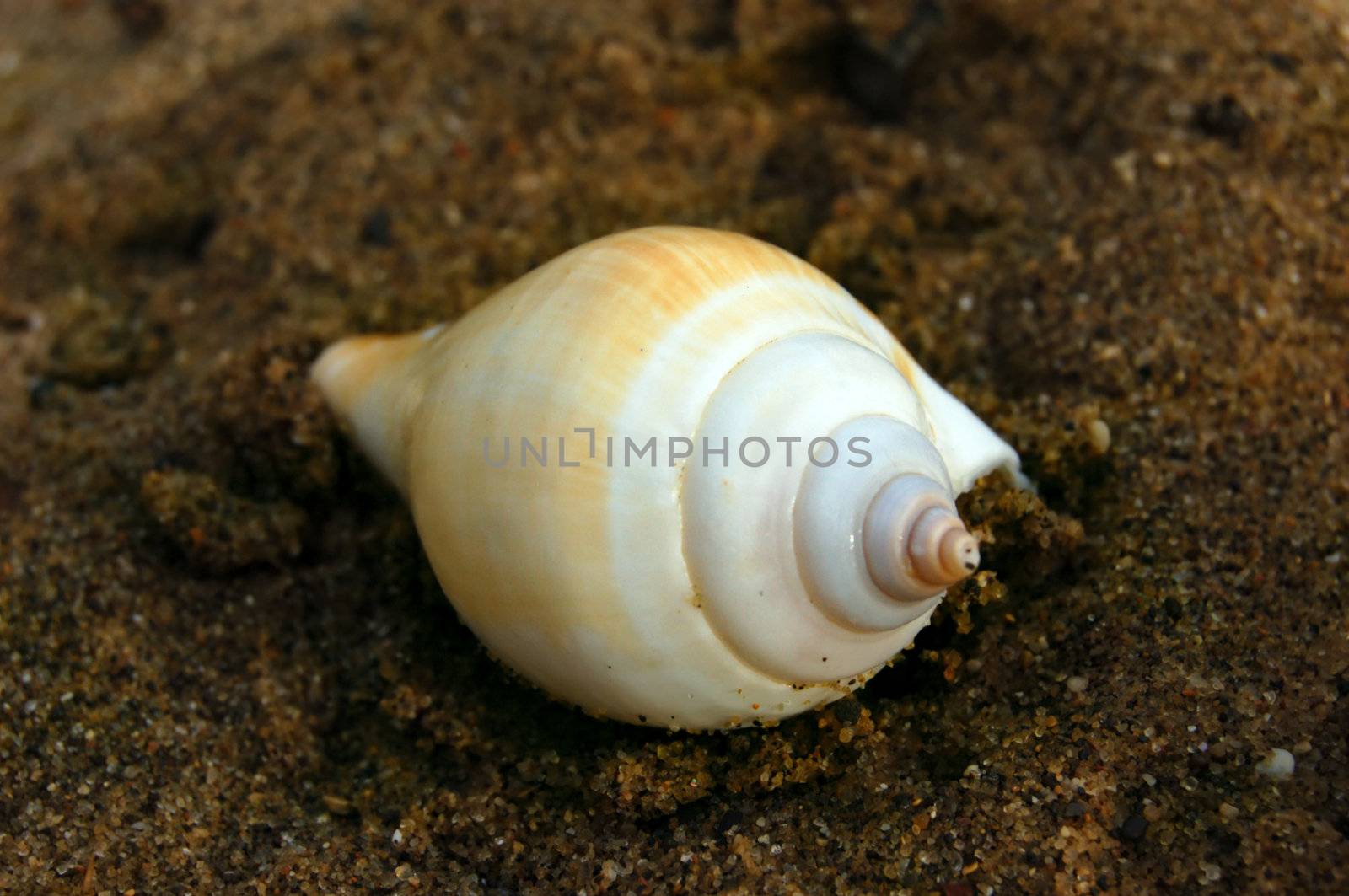 shell by mettus