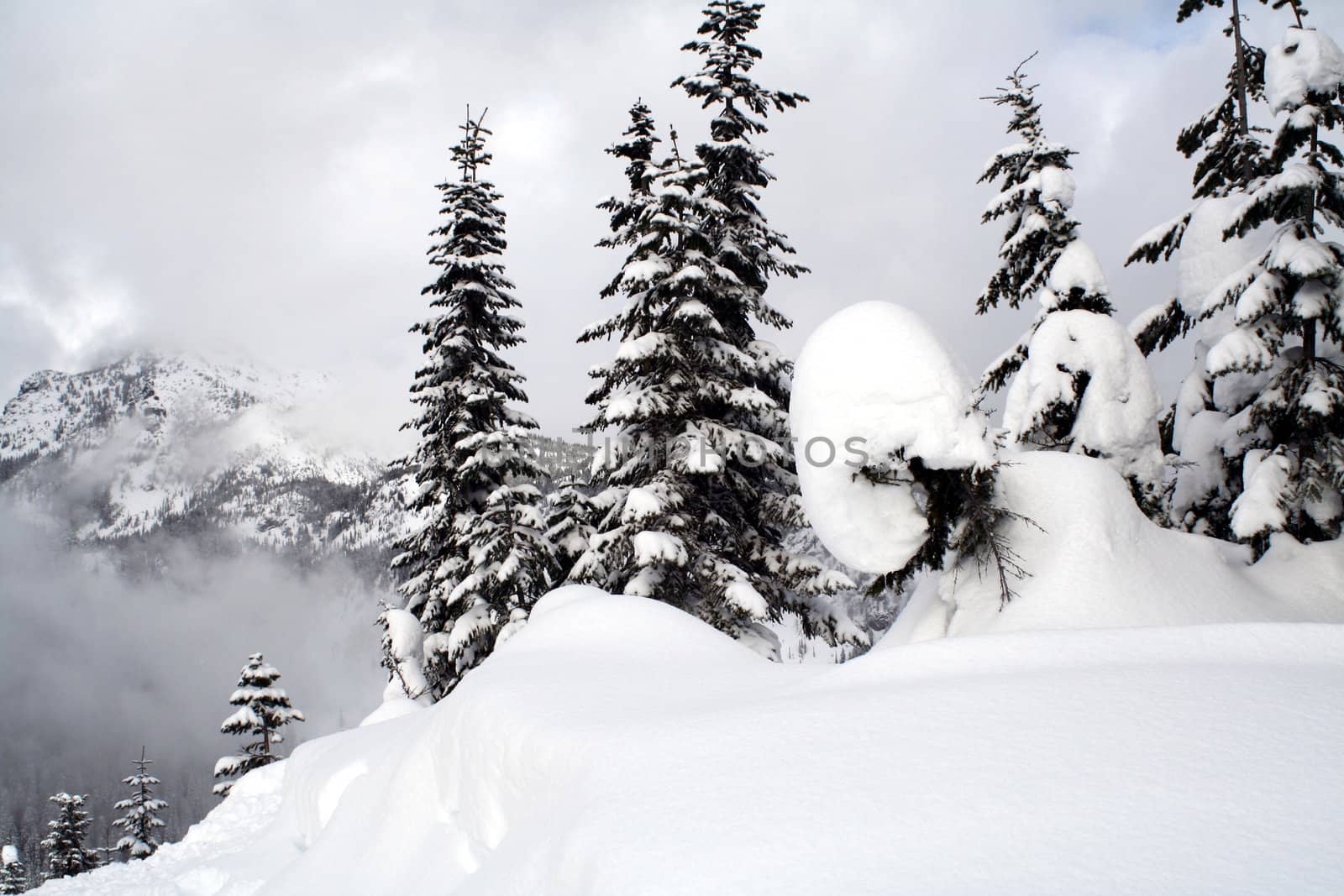 Snow covered evergreen trees high up in the Cascade Mountins.