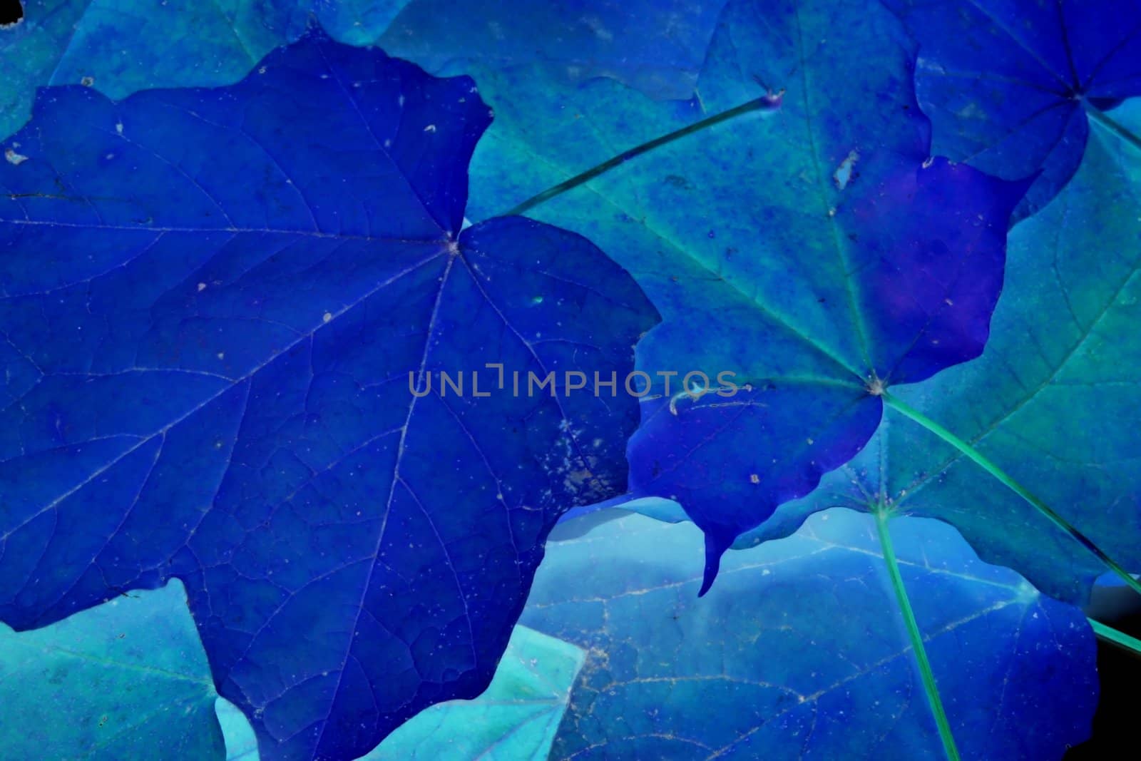 Blue Leaves by jasony00