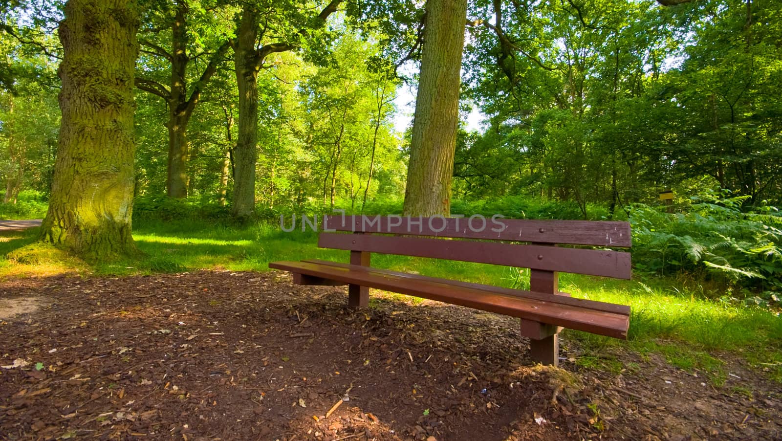 park bench in a bright green forest