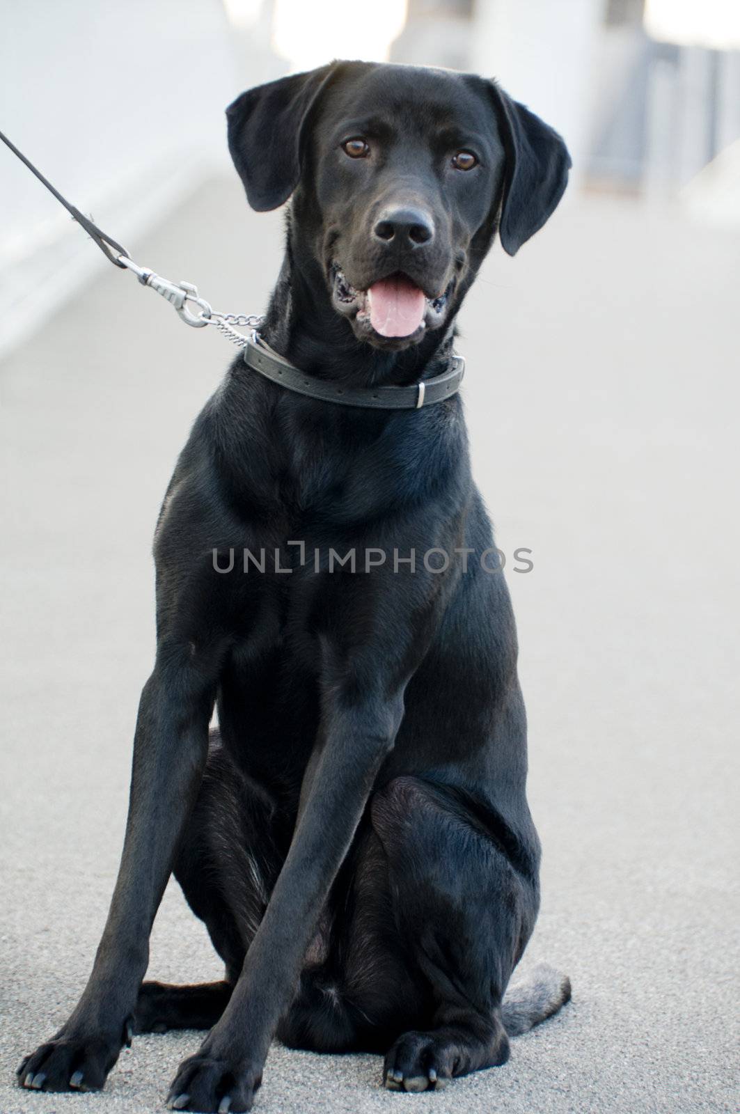 Black dog sitting on the street with a collar on his neck
