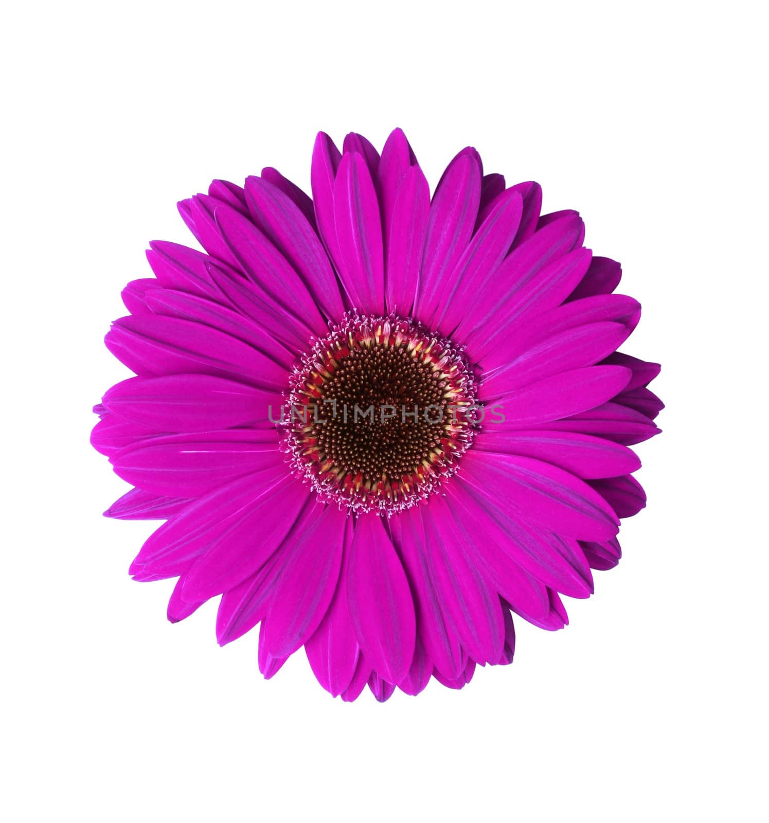 Beautiful Violet Gerbera flower isolated with clipping path