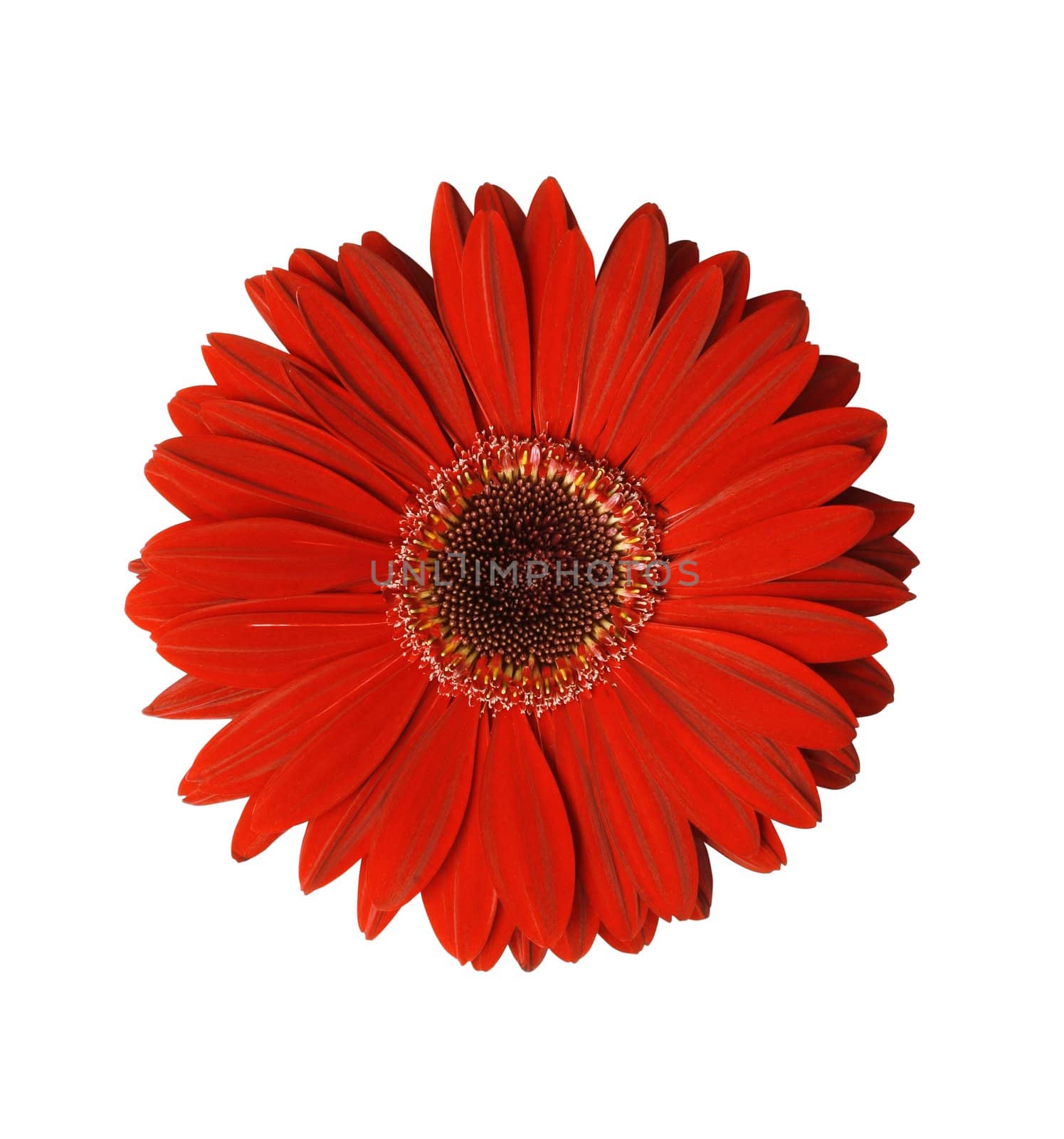 Beautiful Red Gerbera flower isolated with clipping path